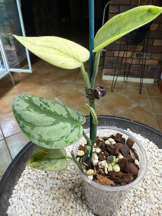 Scindapsus Hologram - h2a