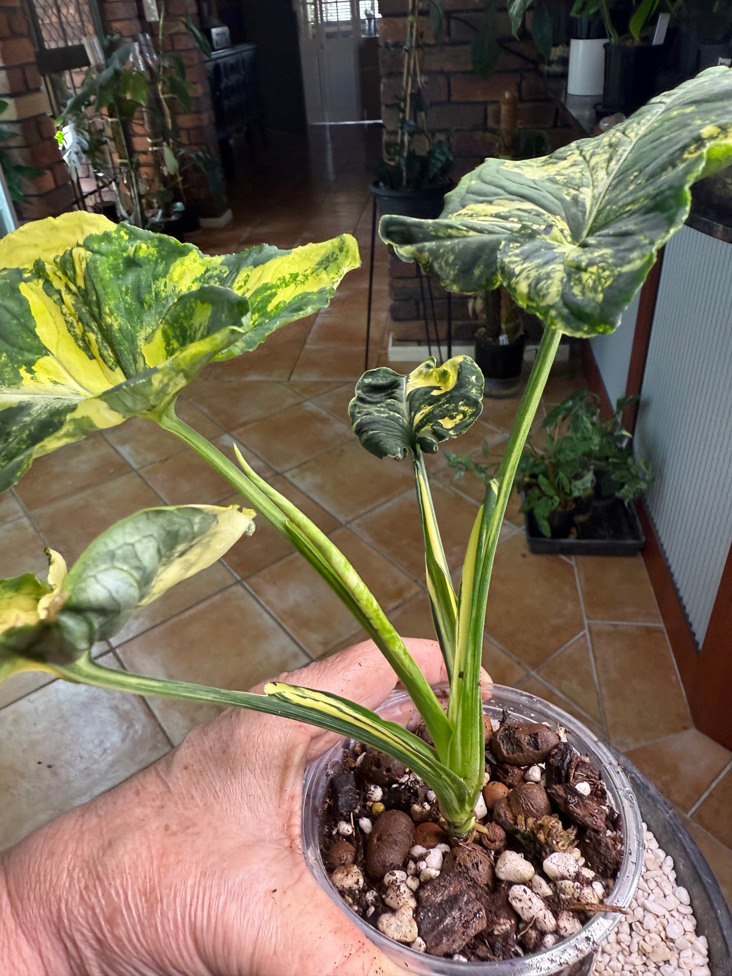 Syngonium Scrambled Eggs - SE1A