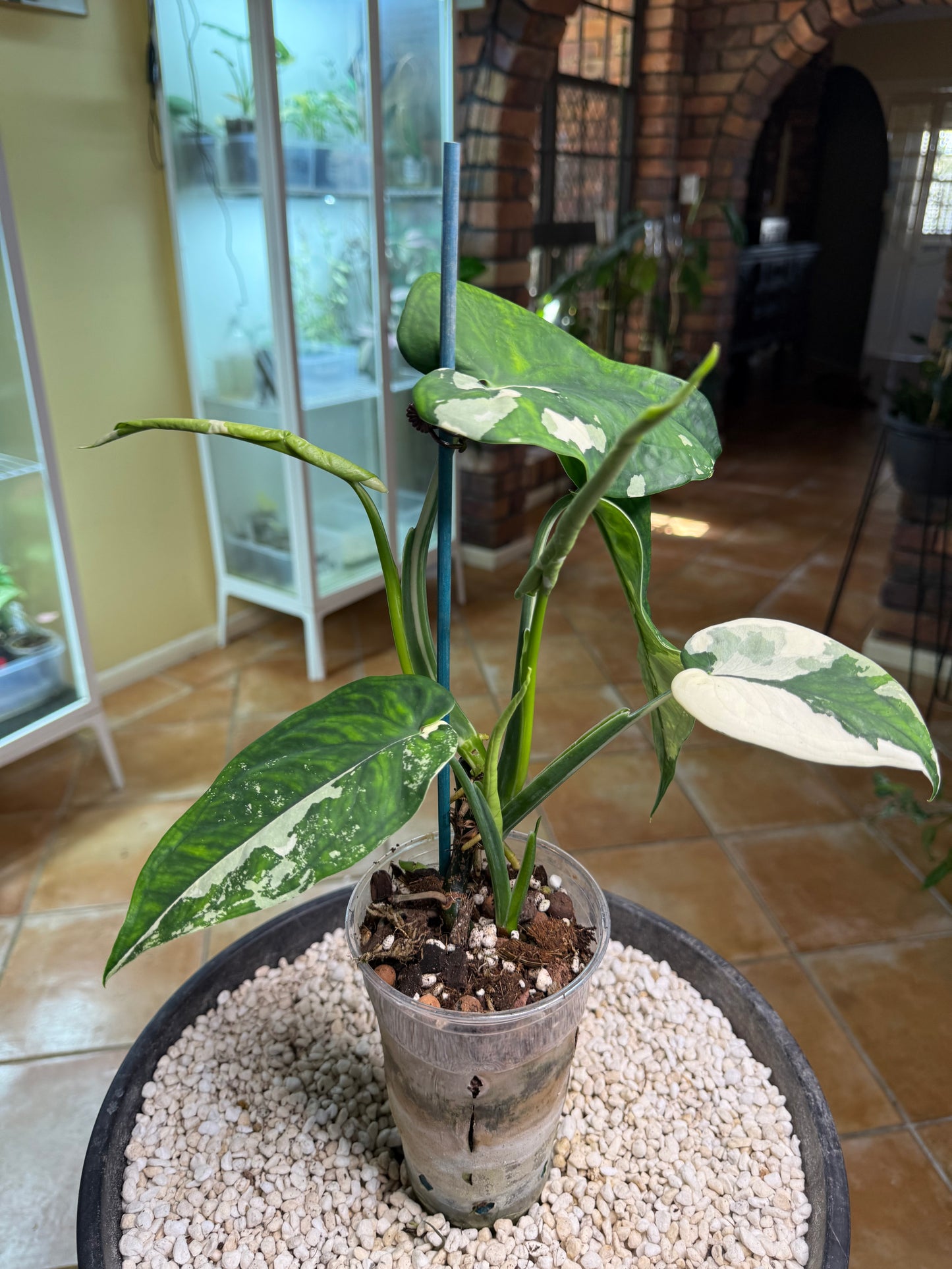 Syngonium Chiapense Variegated 4leaves 3 about to open