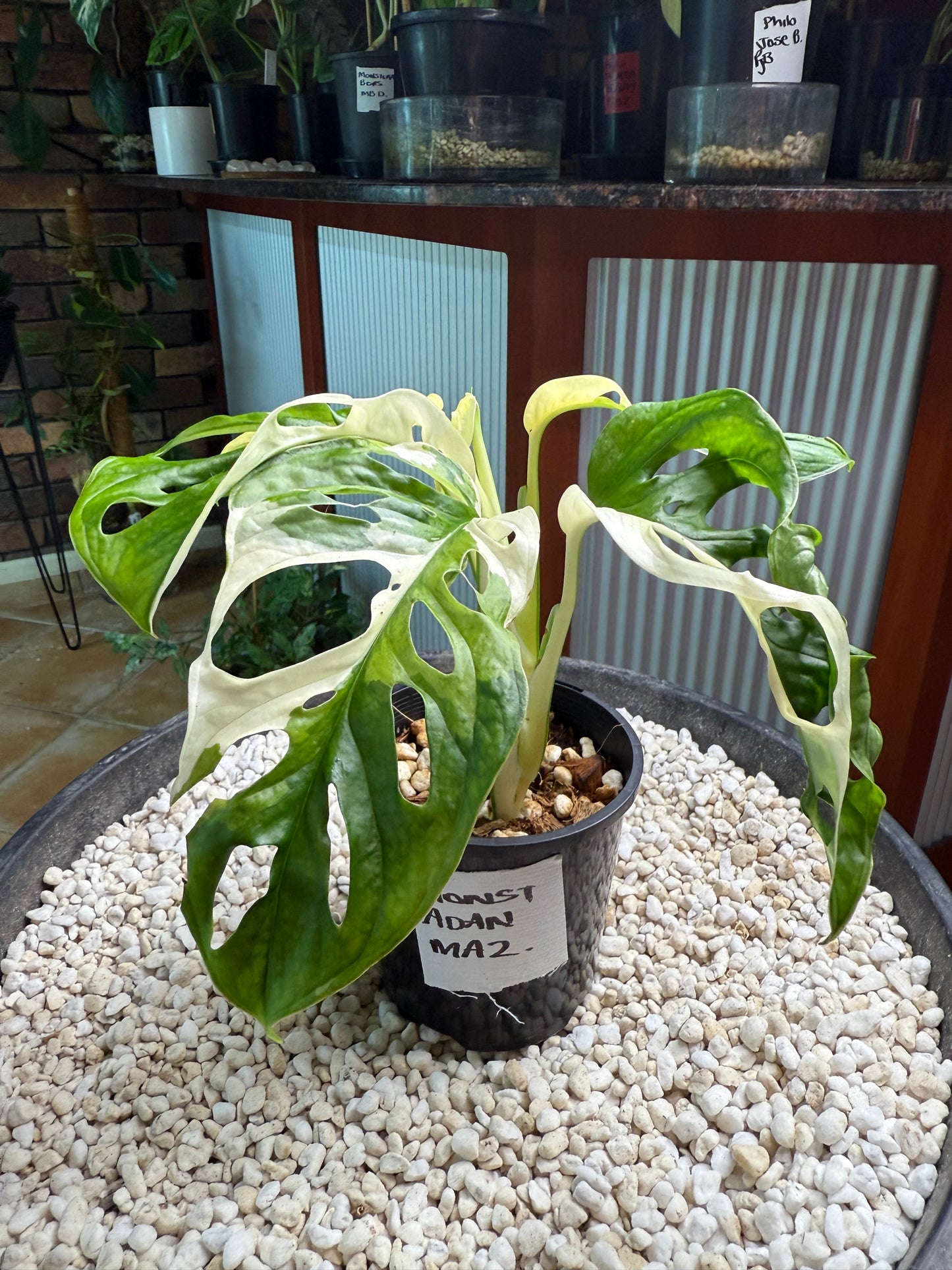 Monstera Adansonii Japanese Tri Colour - MA2