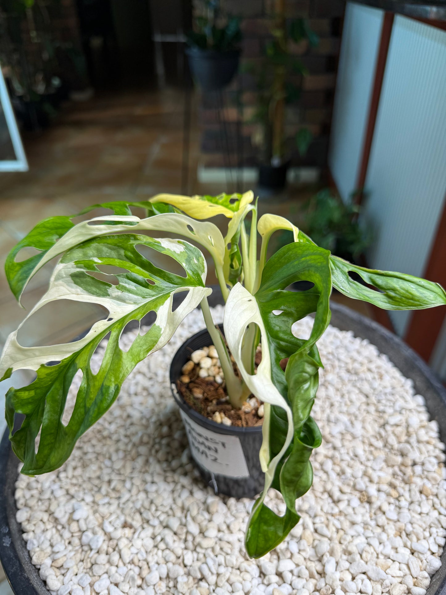 Monstera Adansonii Japanese Tri Colour - MA2