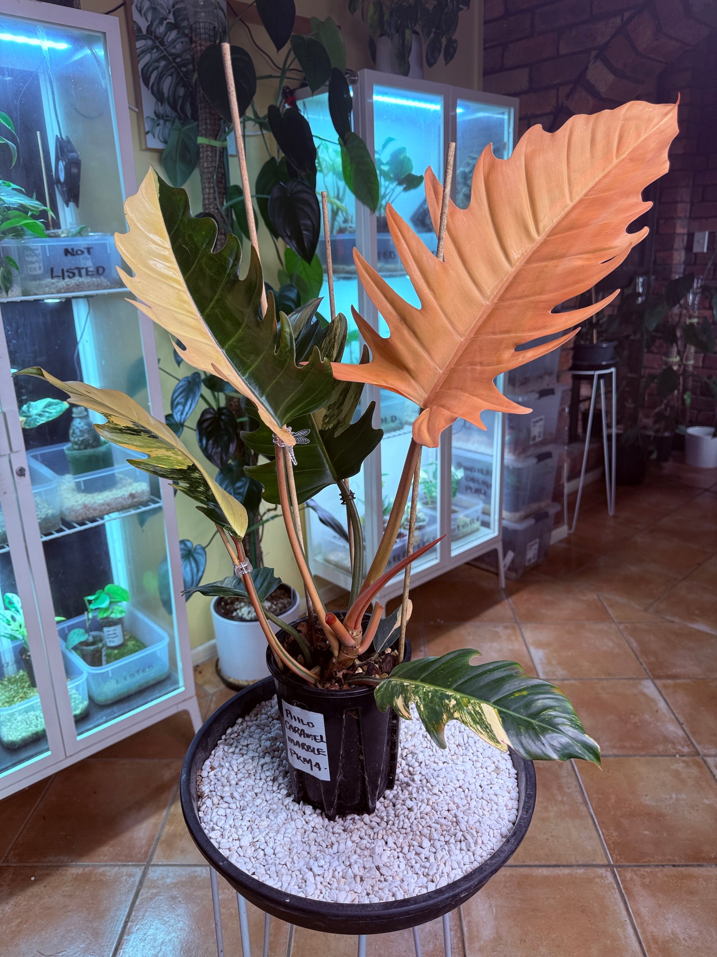 Philodendron Caramel Marble Variegated - PKM4