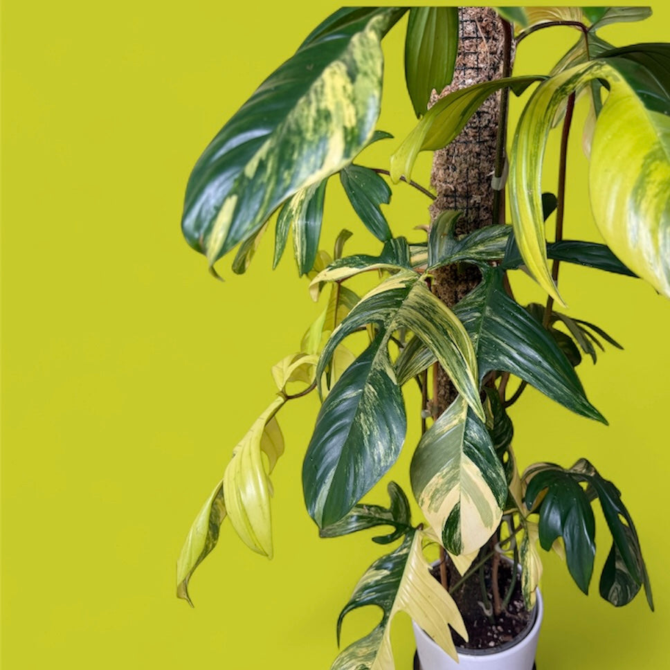 3XL Variegated Philodendron Florida Beauty