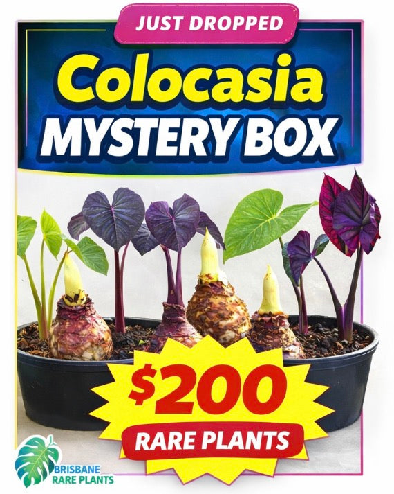 Colocasia Mystery Box 5 plants Rarer Stuff