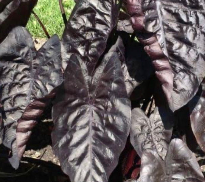 Colocasia Black Ripple - CBR