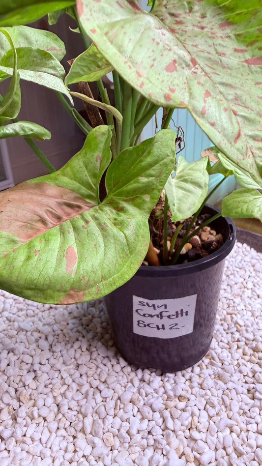 Syngonium Confetti - SCH 2