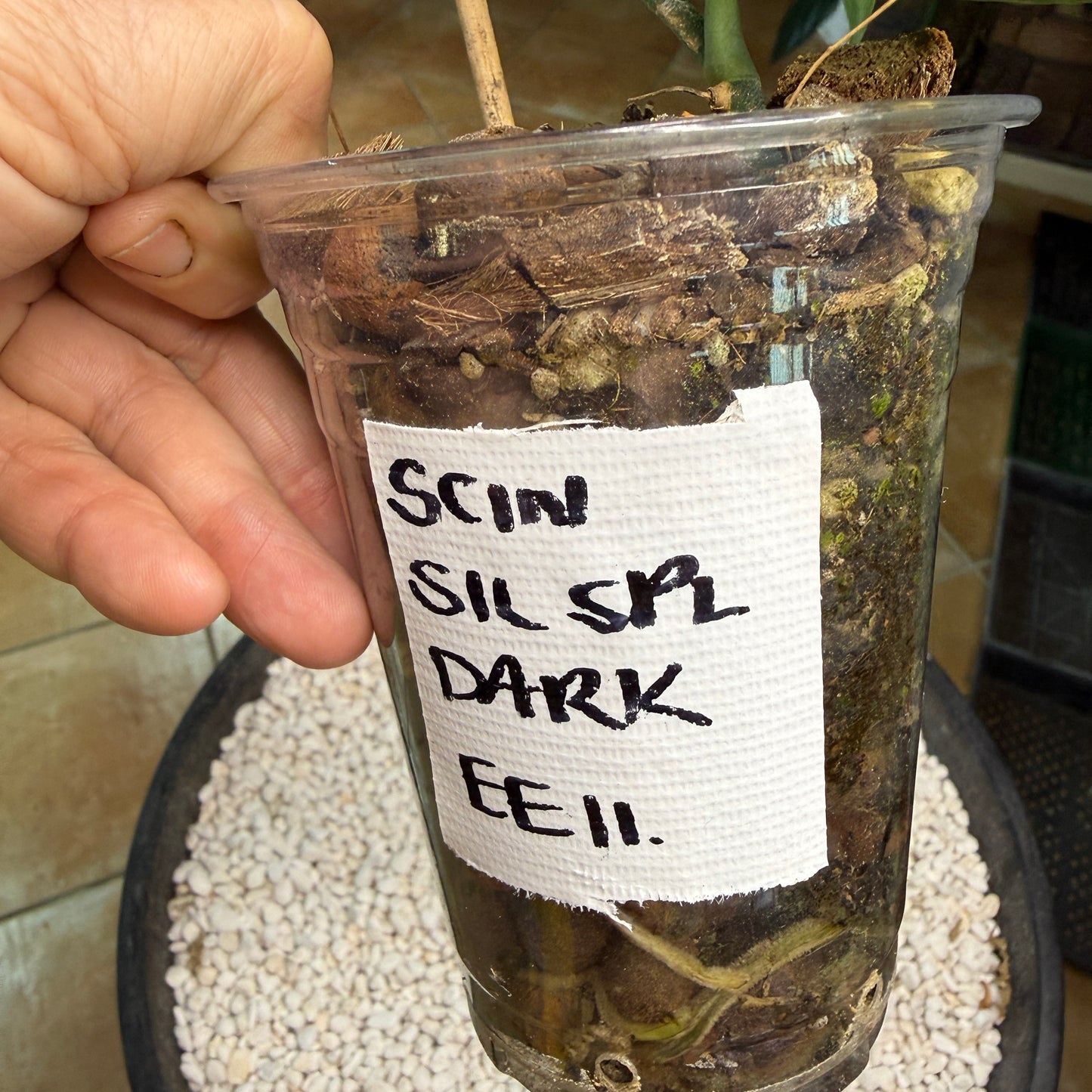 Scindapsus Silver Splash Dark - EEII