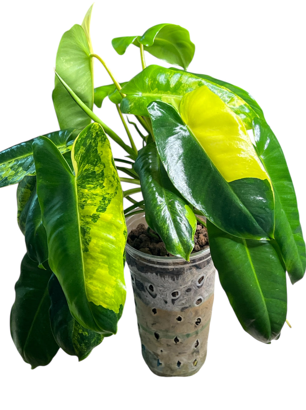 Philodendron Variegated Burle Marx