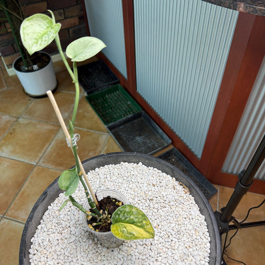 Scindapsus Mayari Aurea - DB1