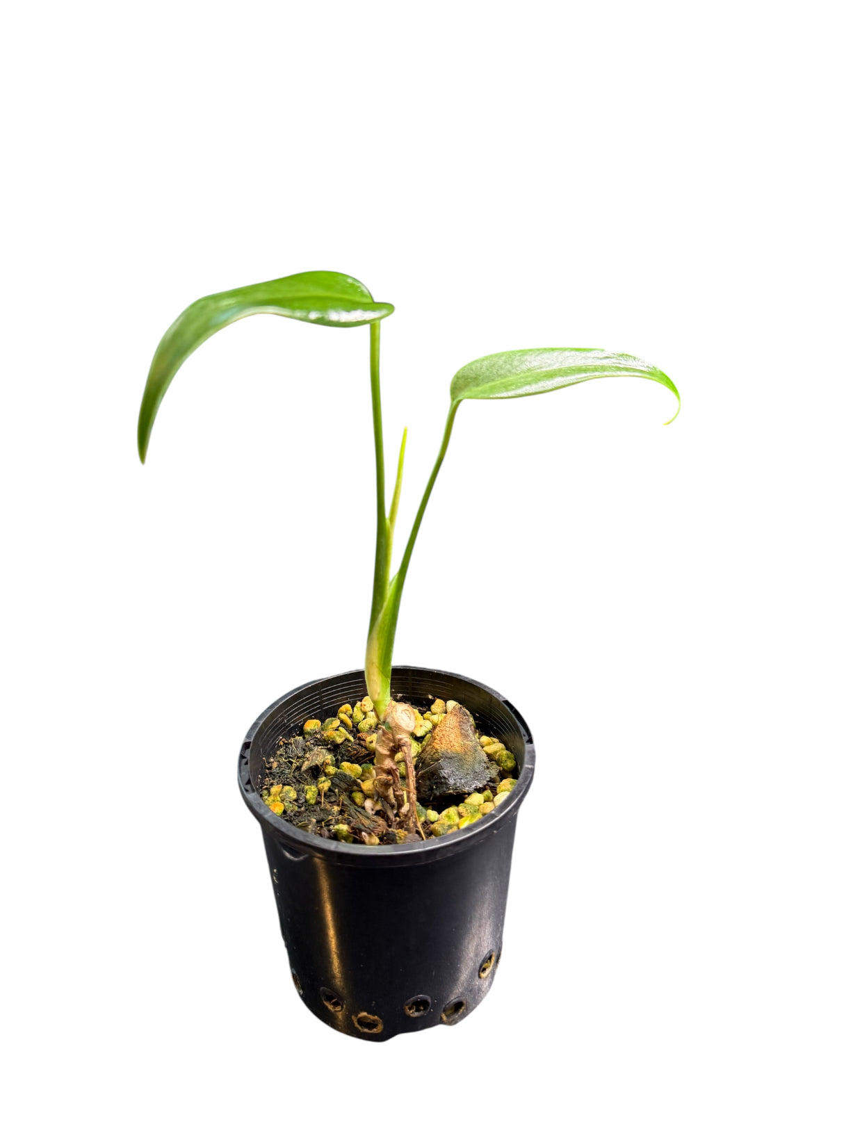 Monstera Burle Marx Flame Non Tc