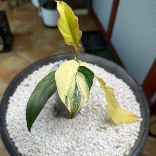 Philodendron Caramel Marble non tc - PKM3