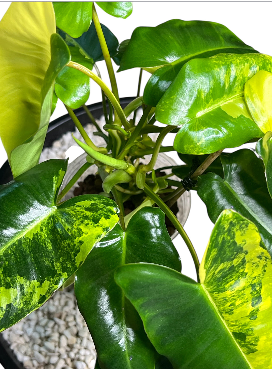 Philodendron Variegated Burle Marx
