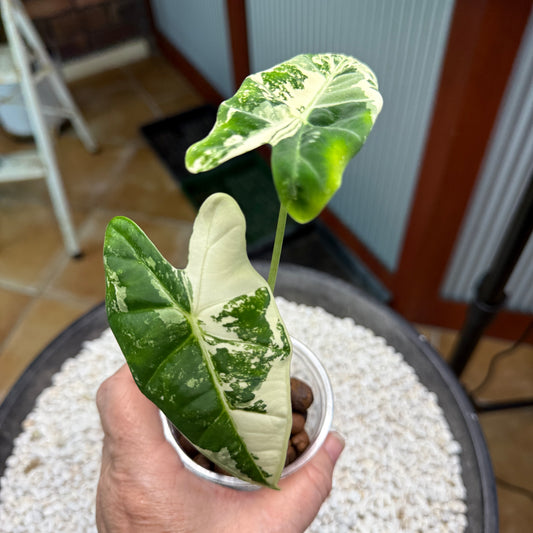 Alocasia Frydek - AF2
