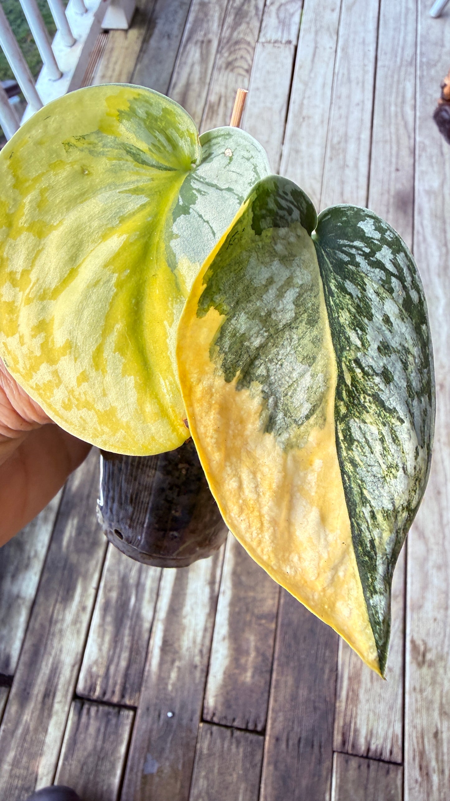 Scindapsus Mayari - DD2 - Aurea high variegation