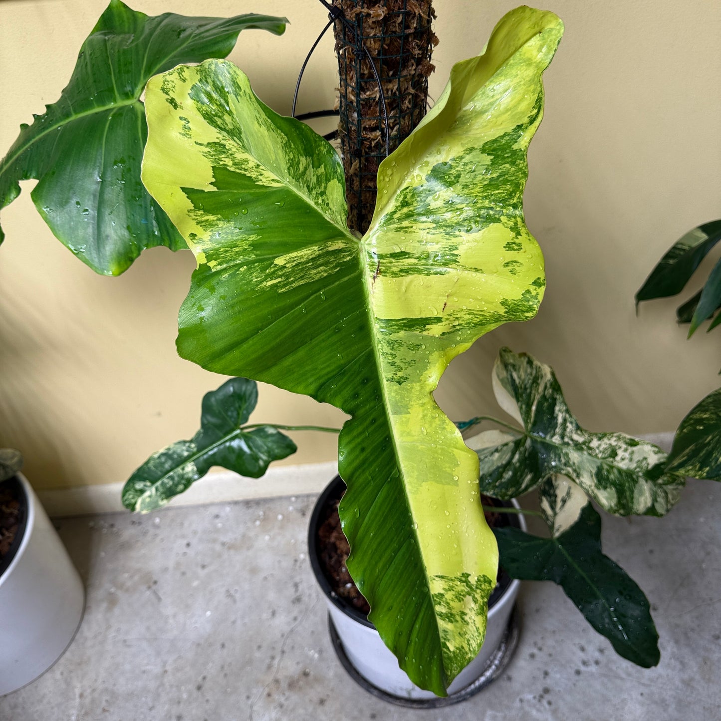 Philodendron Florida Beauty X Parasio Verde Variegated