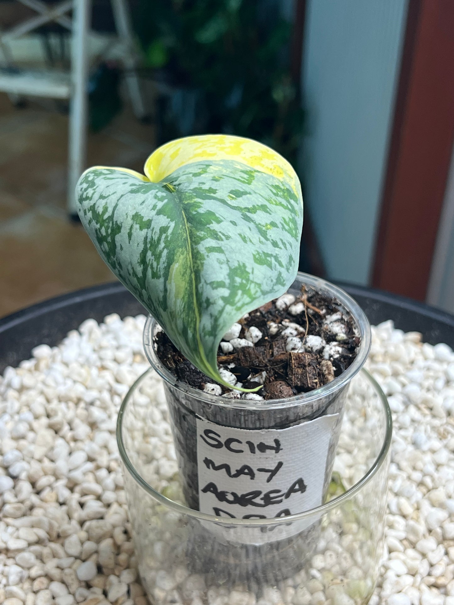 Scindapsus Mayari Aurea