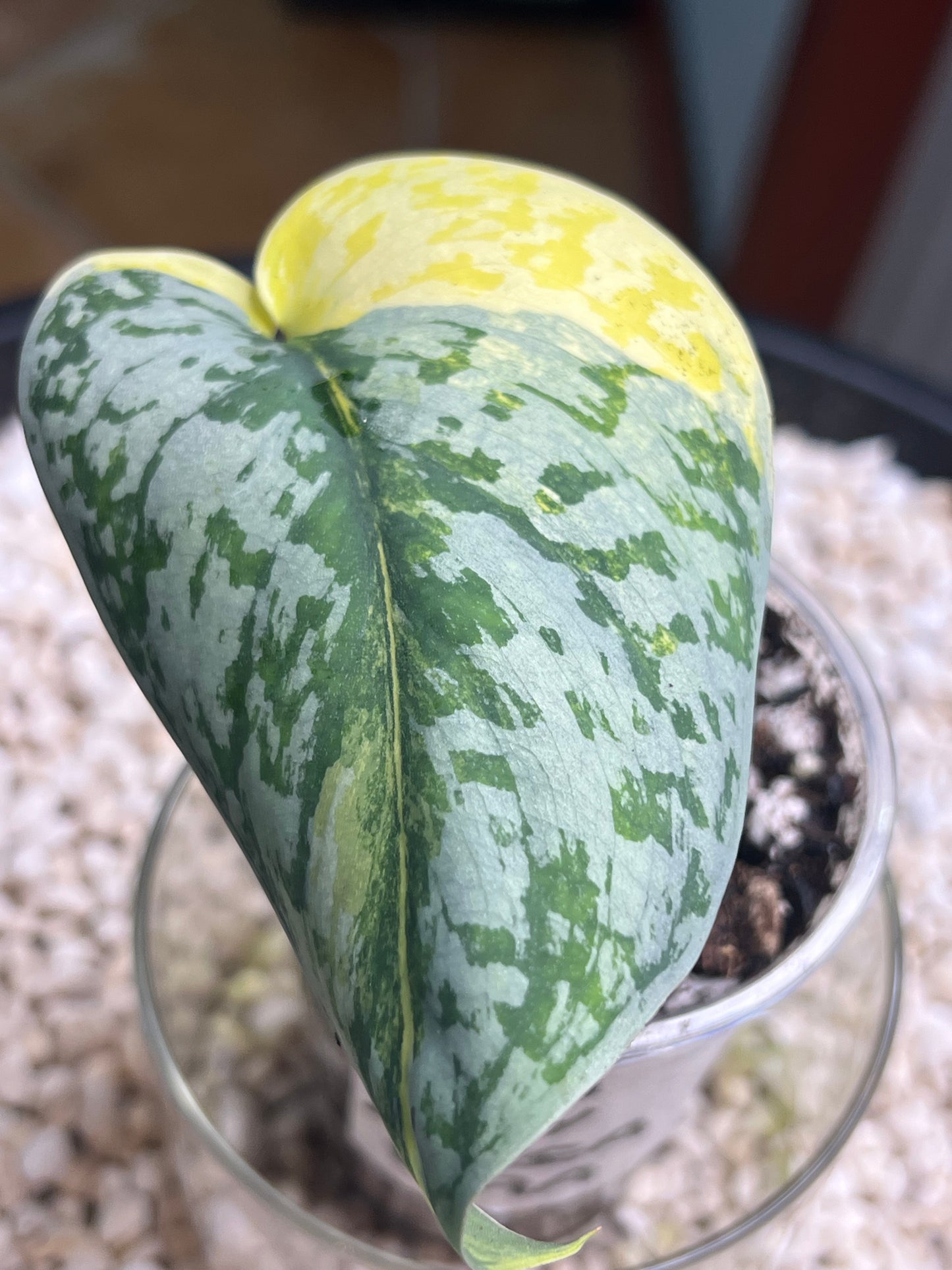 Scindapsus Mayari Aurea