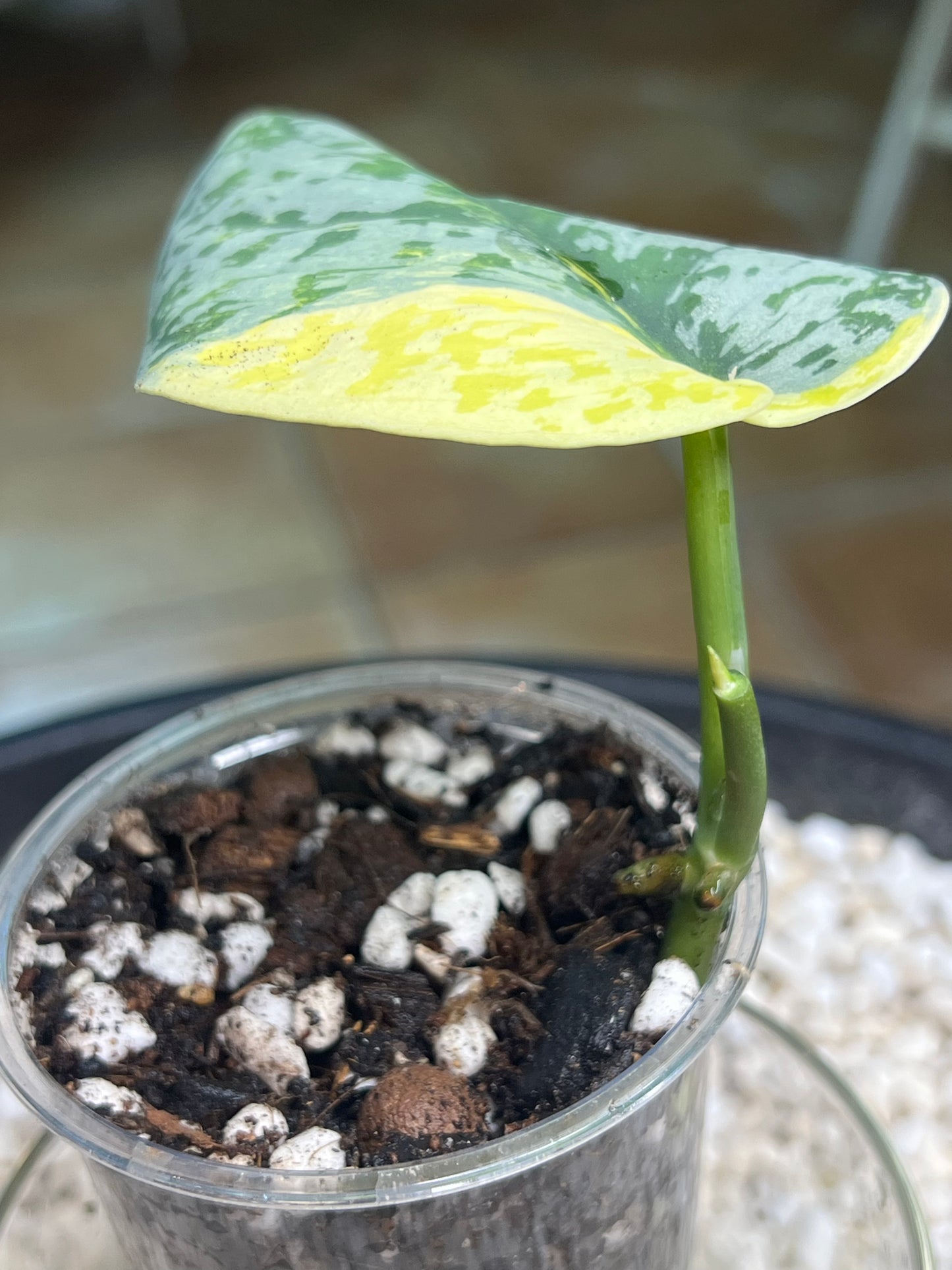 Scindapsus Mayari Aurea