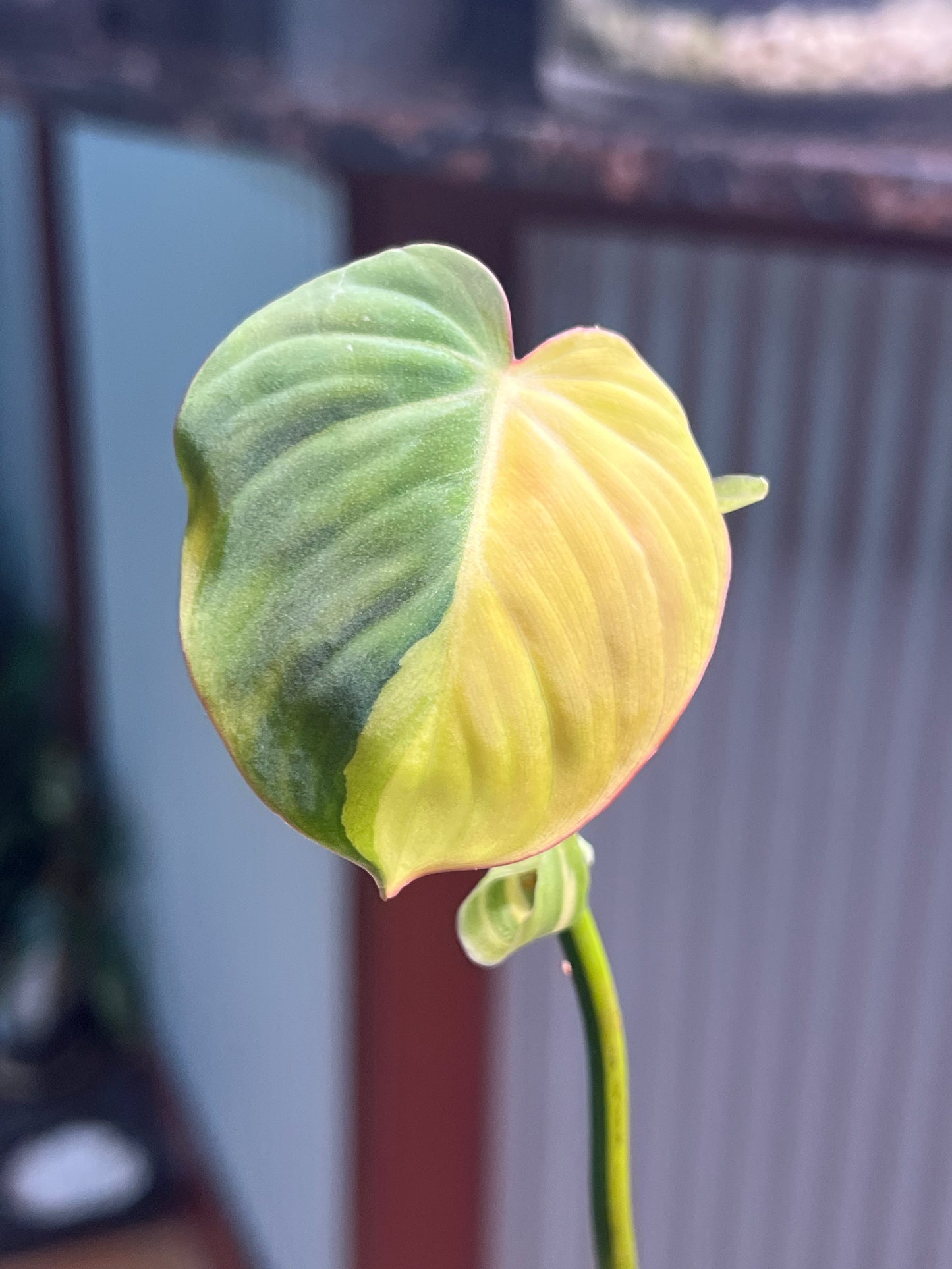 Philodendron Mican Variegated rooted cutting