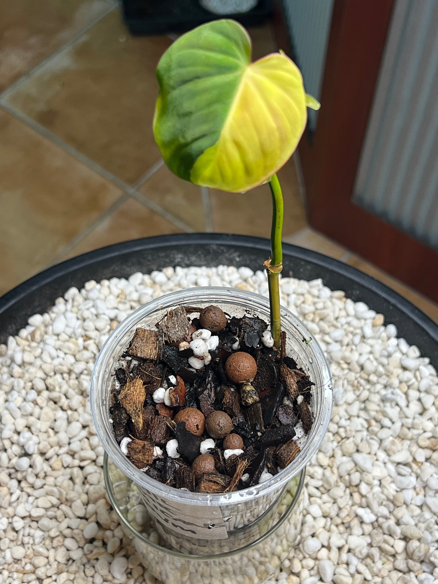 Philodendron Mican Variegated rooted cutting