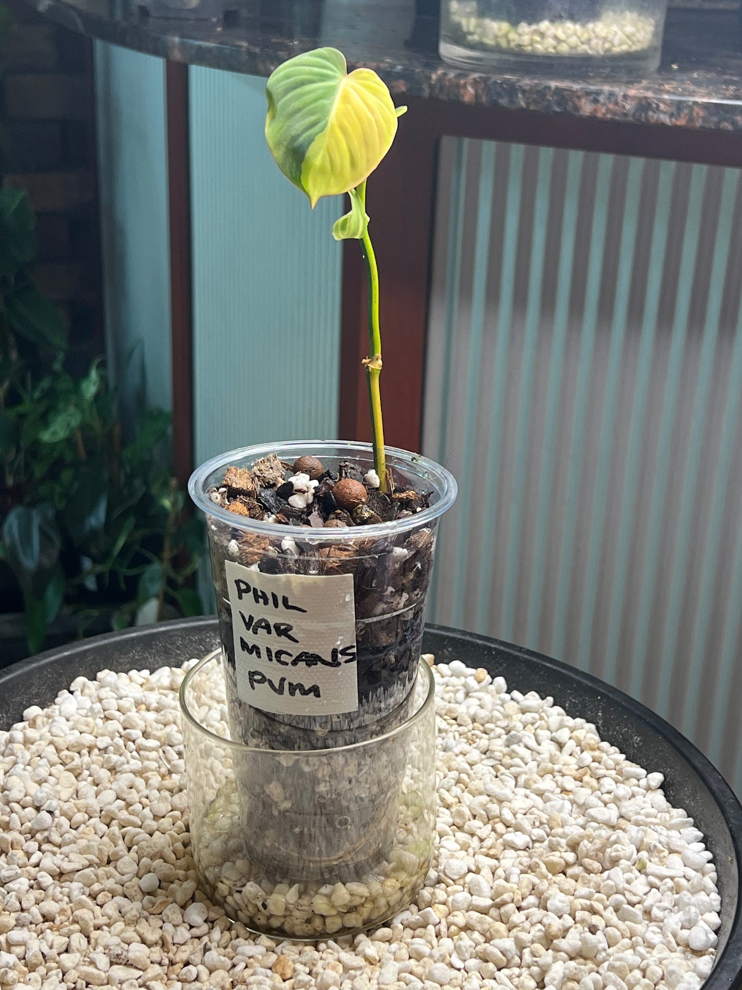 Philodendron Mican Variegated rooted cutting