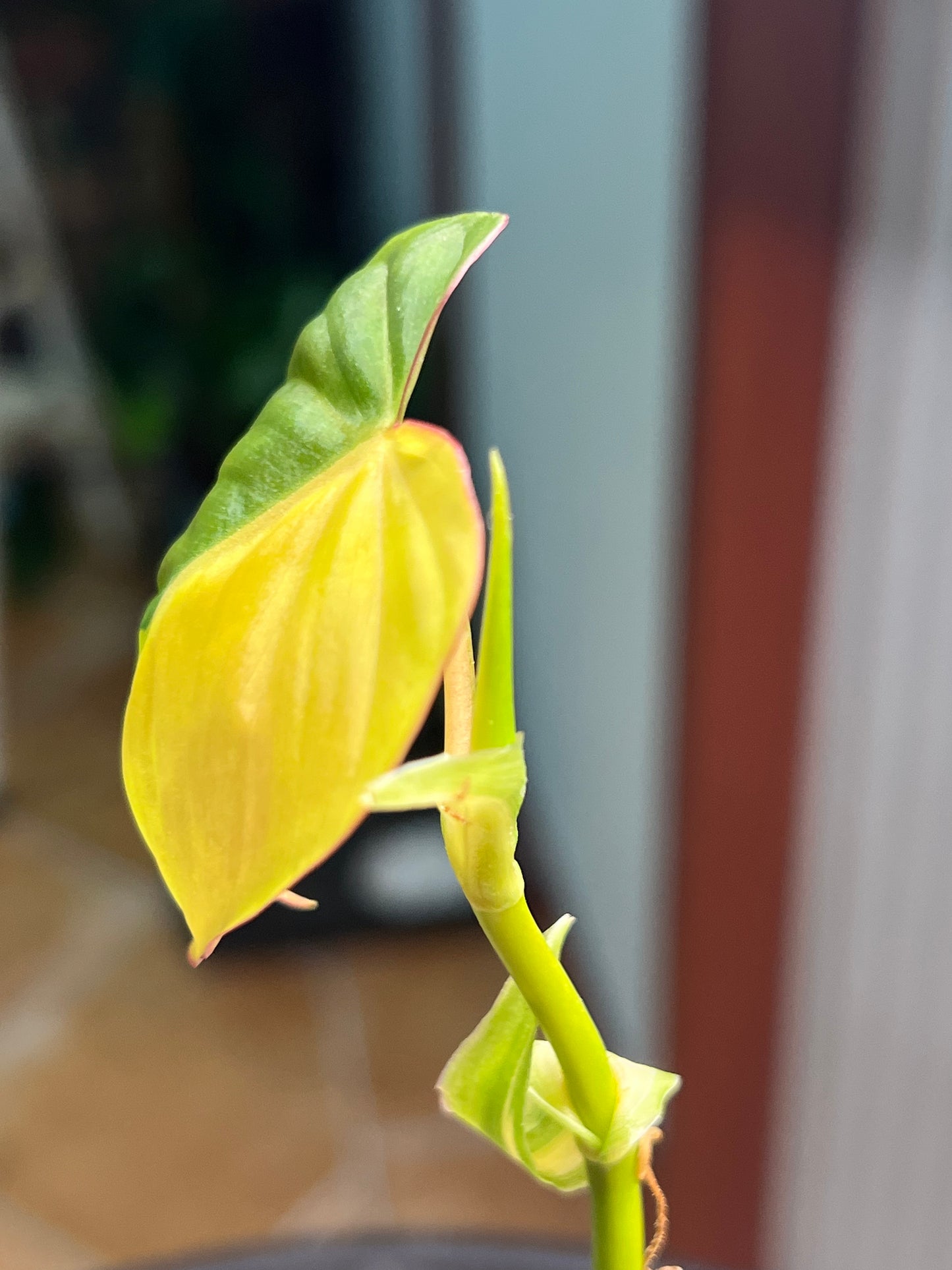 Philodendron Mican Variegated rooted cutting