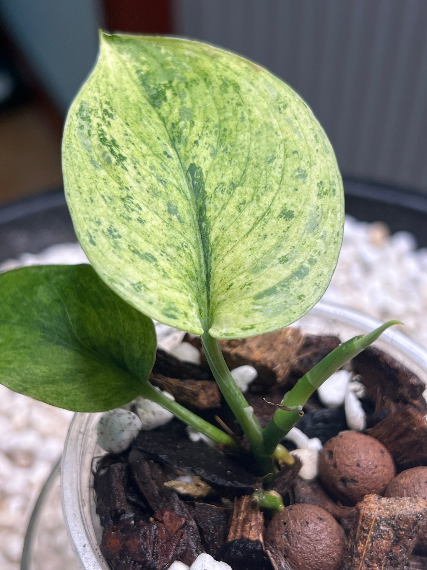 Scindapsus Treubii Mint
