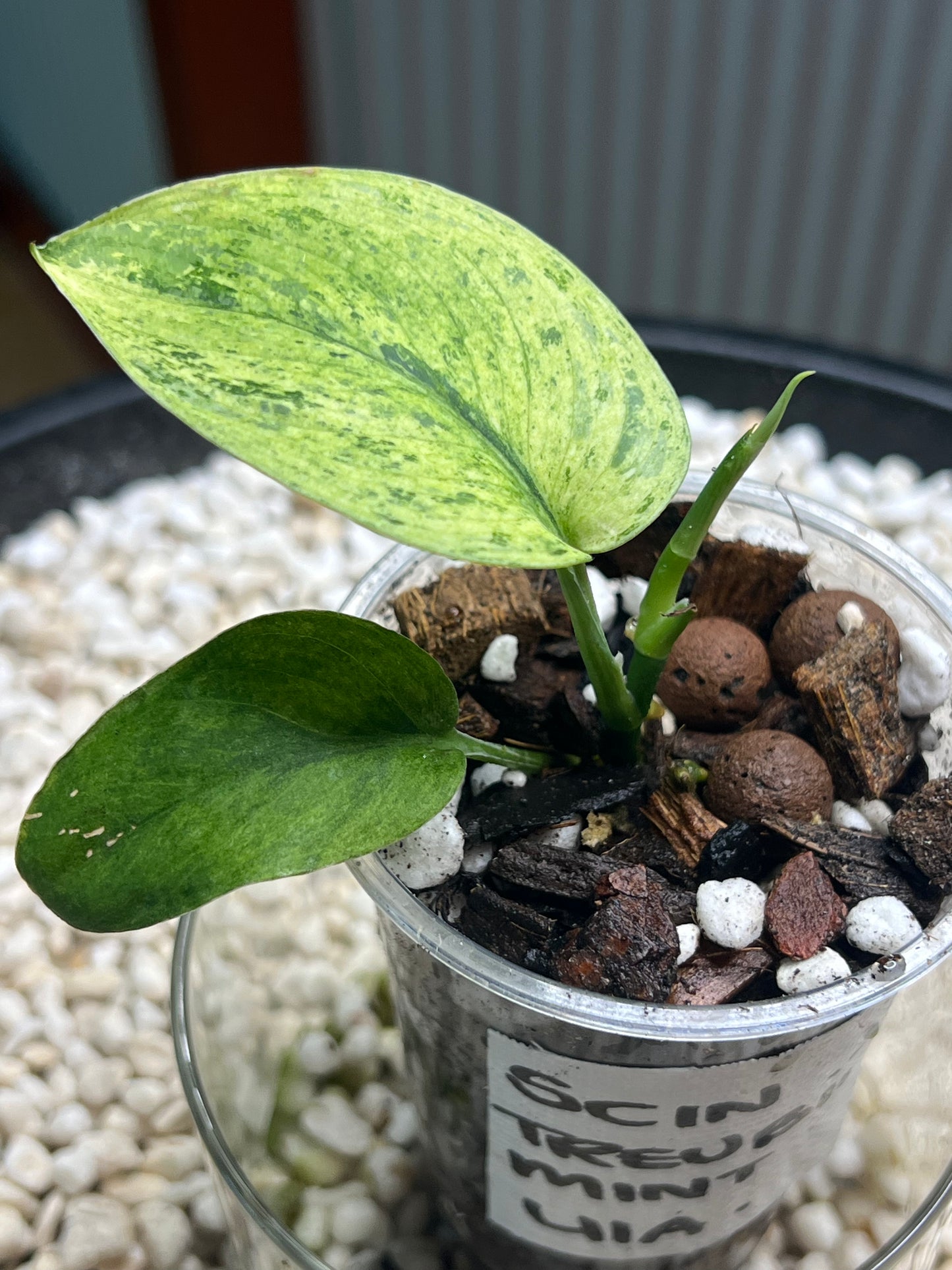 Scindapsus Treubii Mint