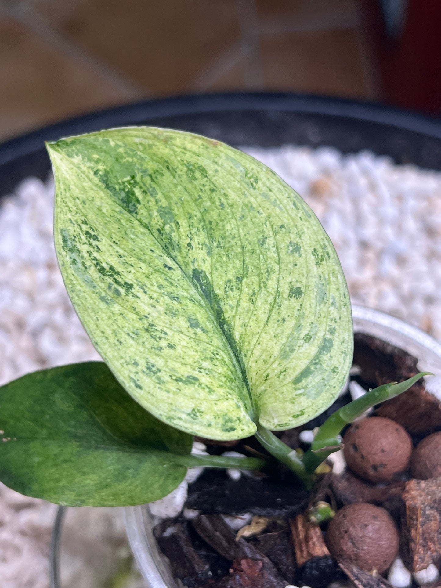 Scindapsus Treubii Mint