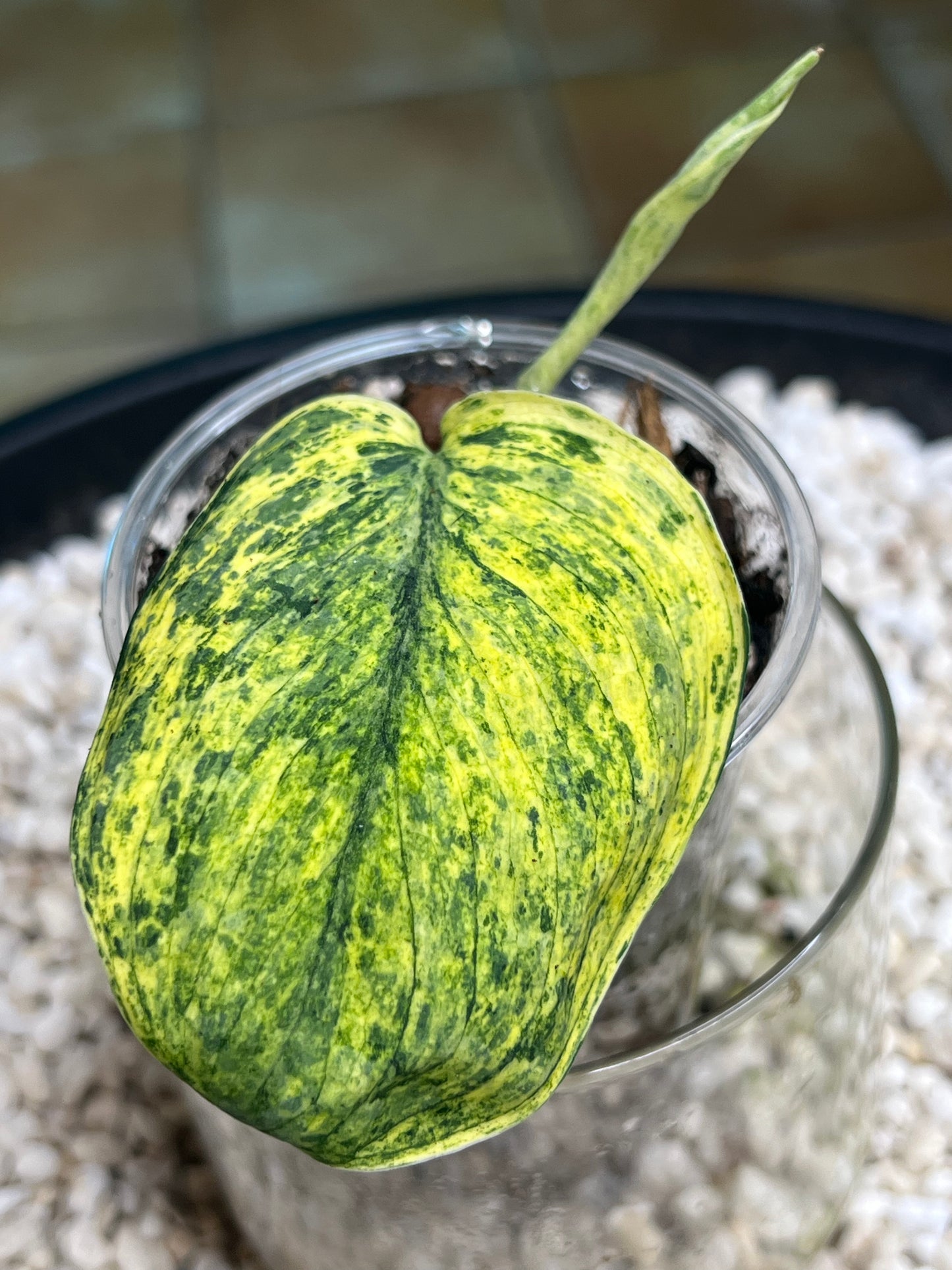 Scindapsus Crème Brulee