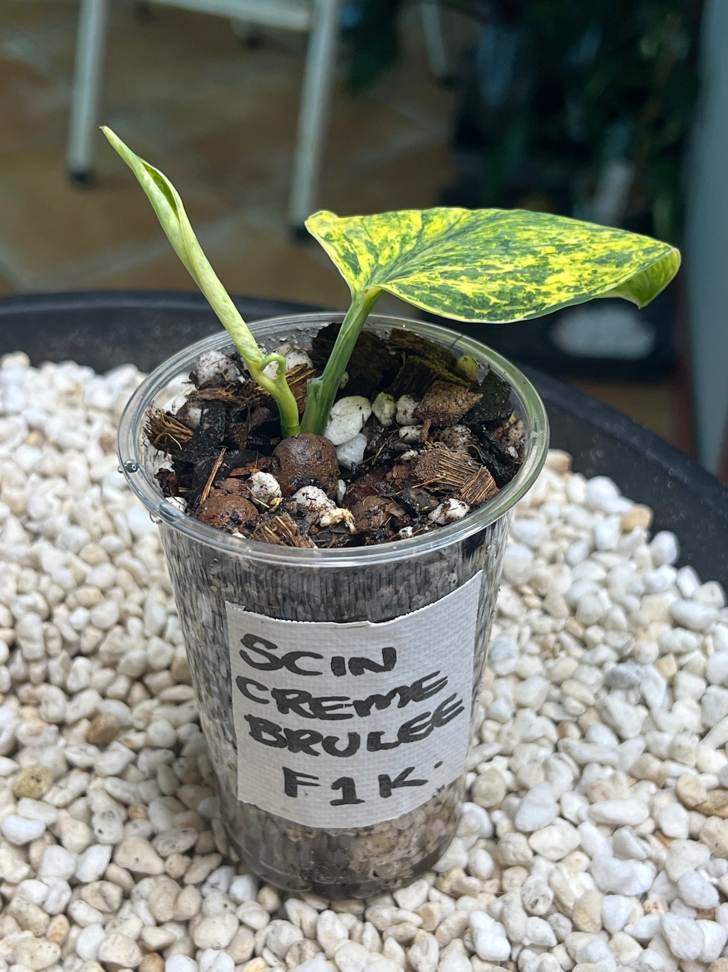 Scindapsus Crème Brulee