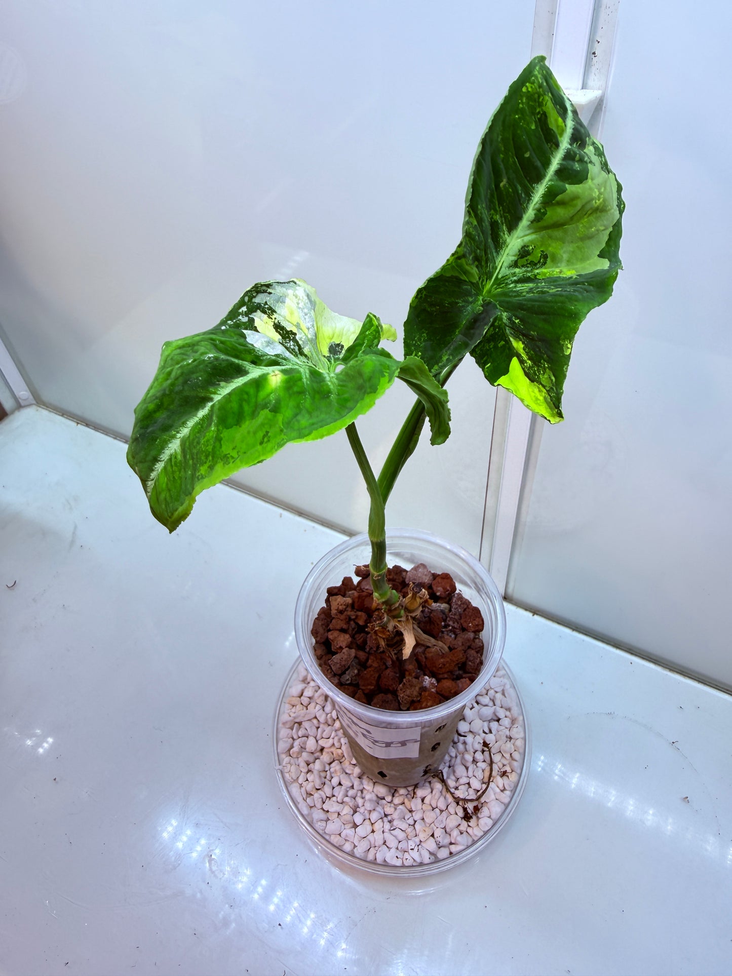 Syngonium Scrambled Eggs - S3