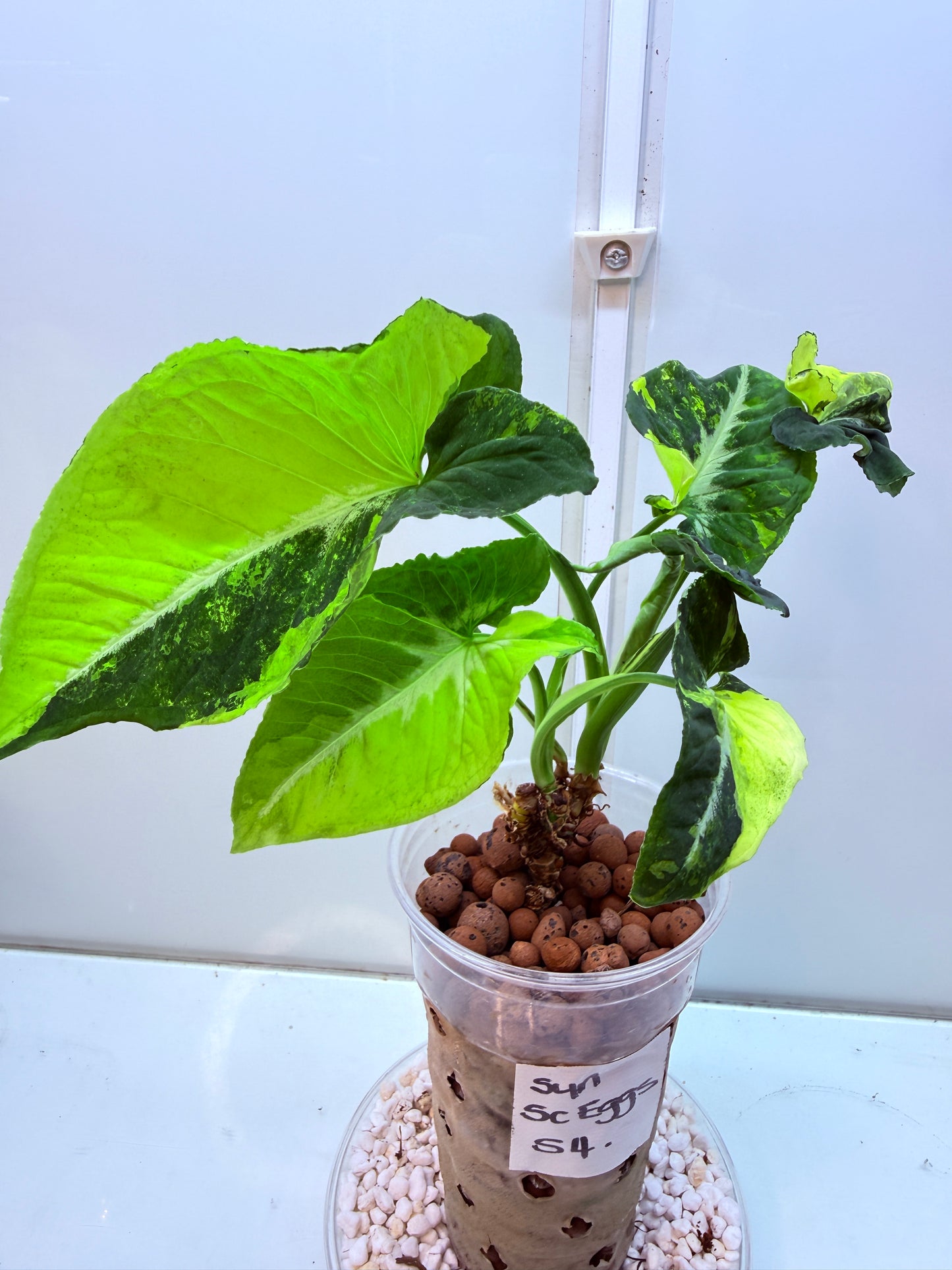 Syngonium Scrambled Eggs - S4