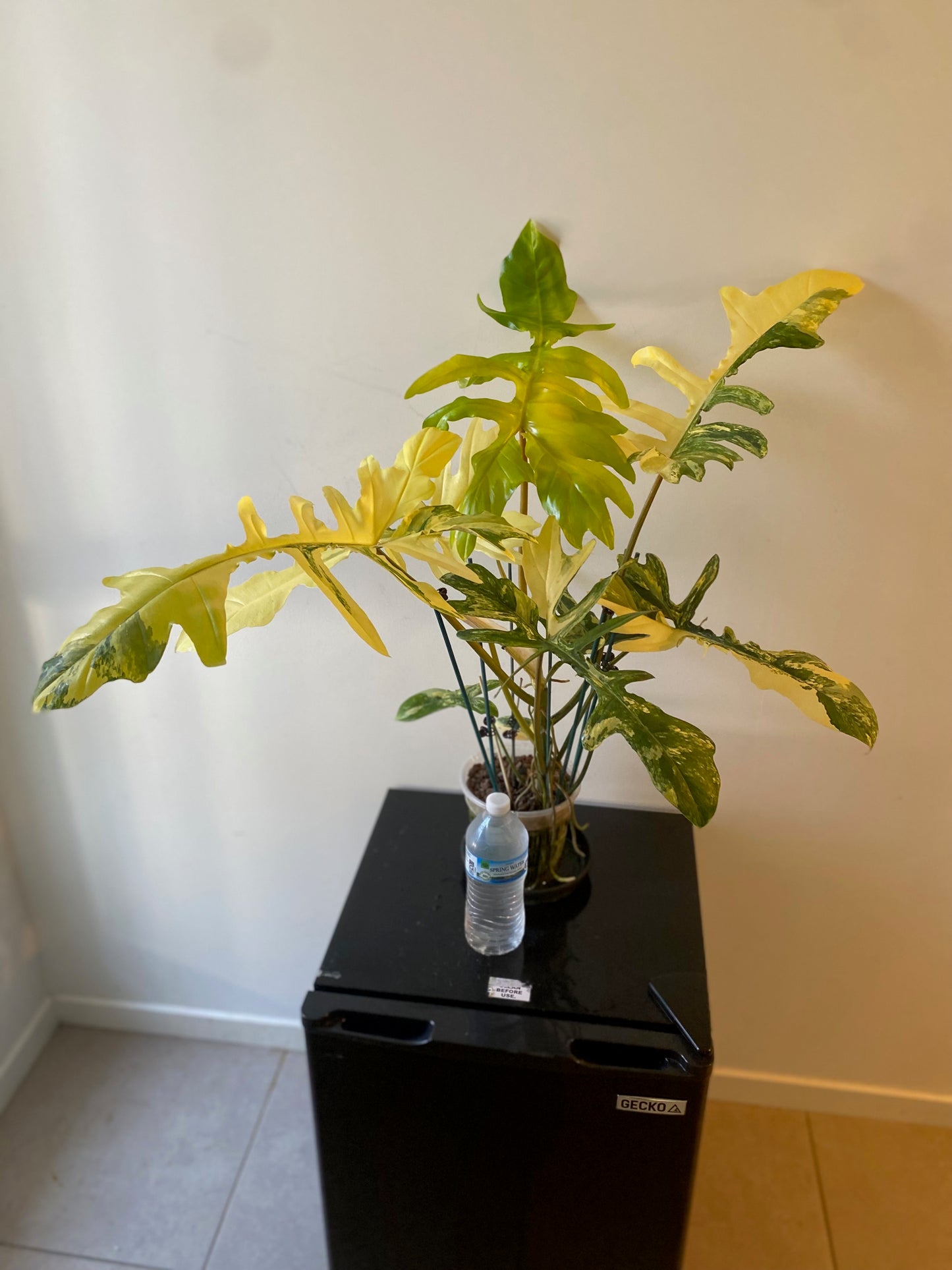 Philodendron Florida Beauty x Mayoi - HUGE Plant