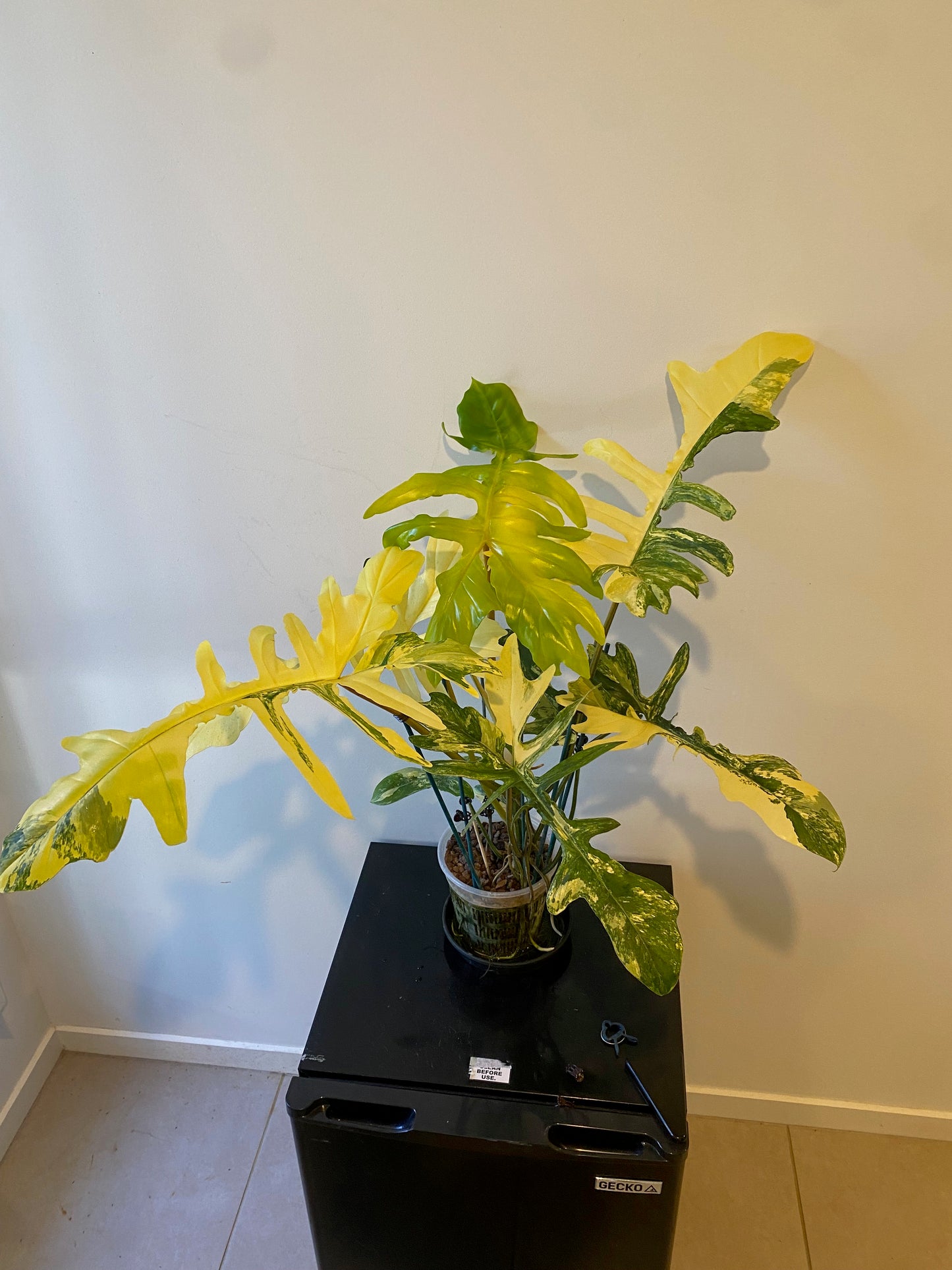 Philodendron Florida Beauty x Mayoi - HUGE Plant