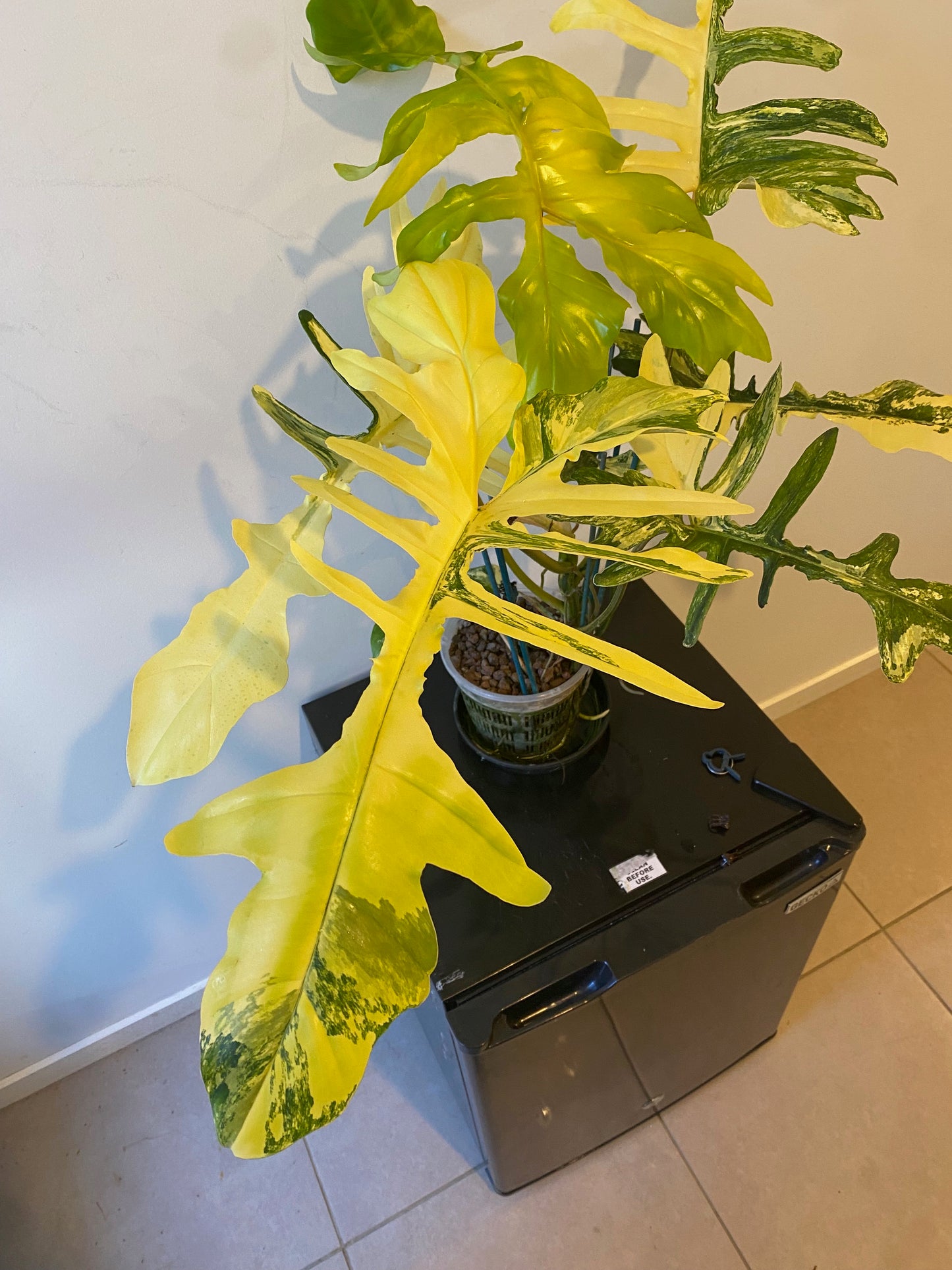 Philodendron Florida Beauty x Mayoi - HUGE Plant