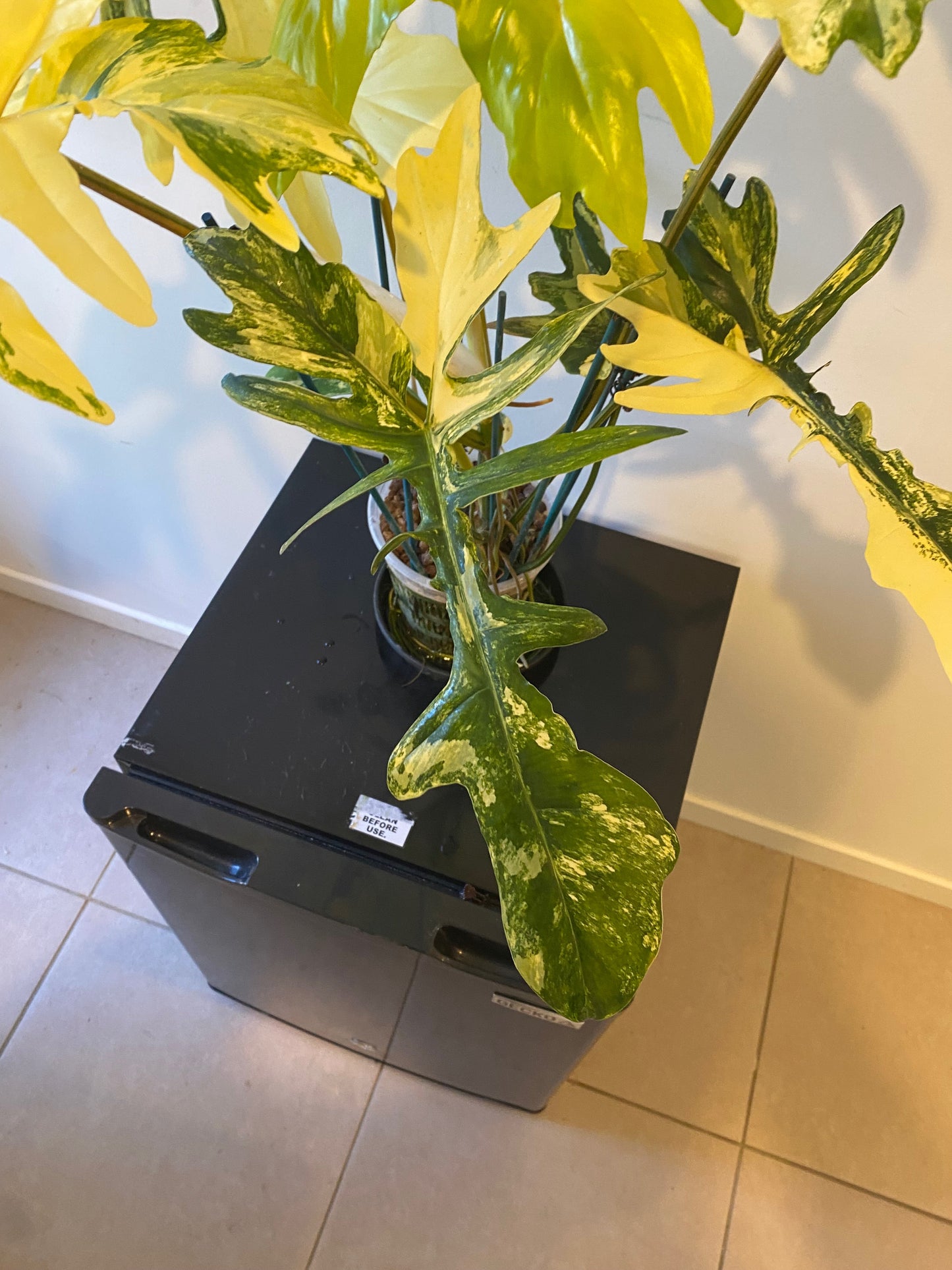 Philodendron Florida Beauty x Mayoi - HUGE Plant