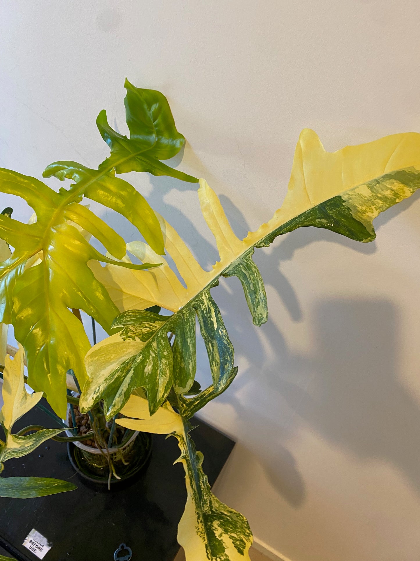 Philodendron Florida Beauty x Mayoi - HUGE Plant
