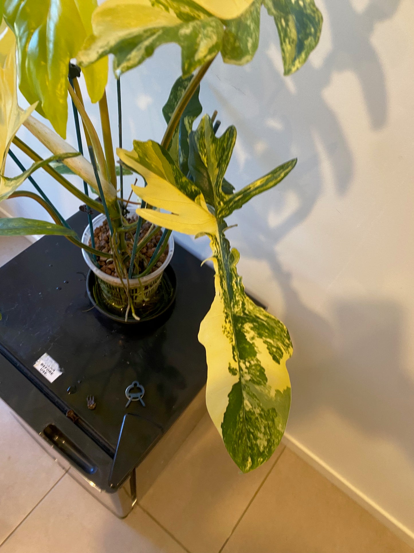 Philodendron Florida Beauty x Mayoi - HUGE Plant