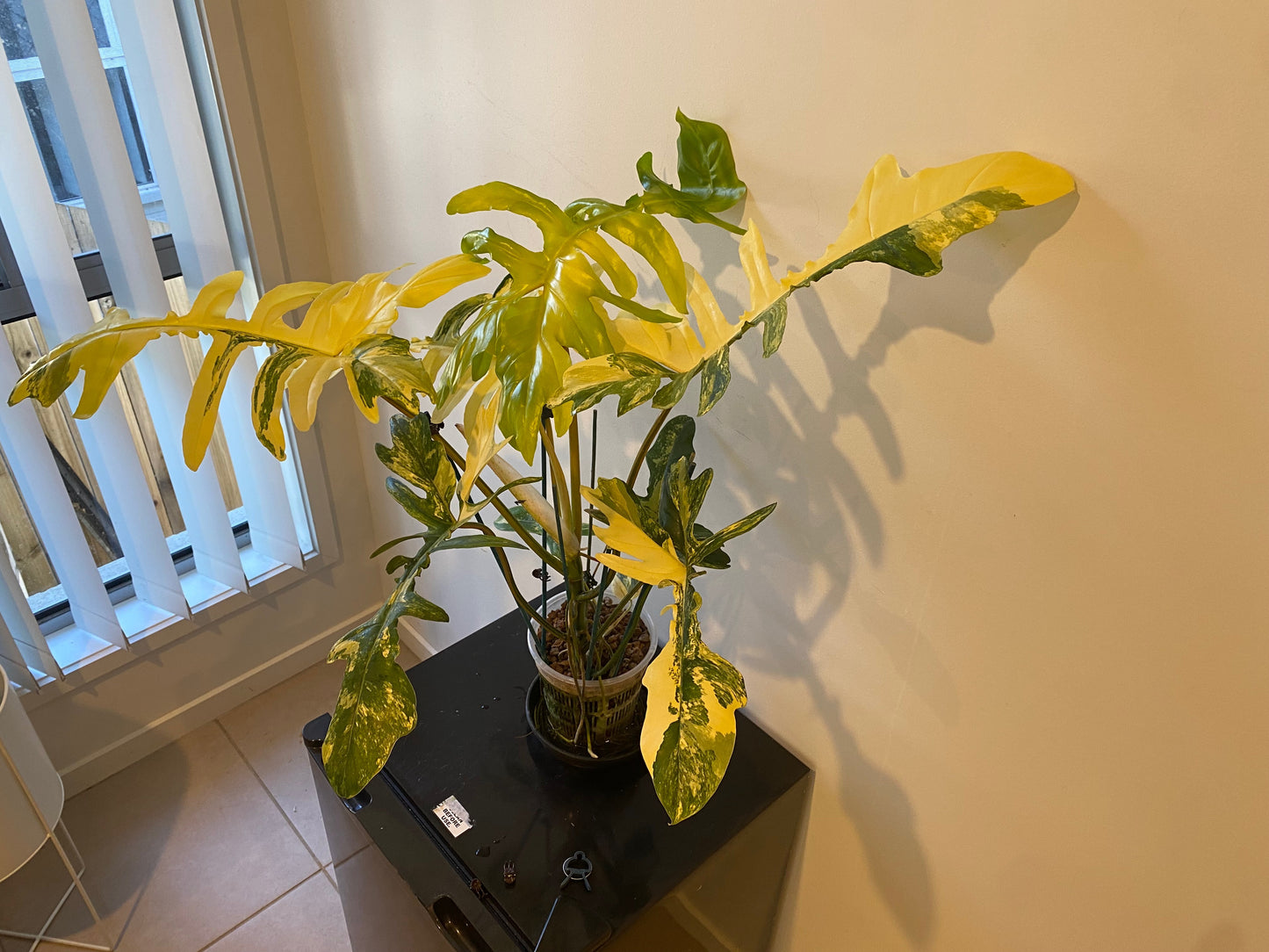 Philodendron Florida Beauty x Mayoi - HUGE Plant