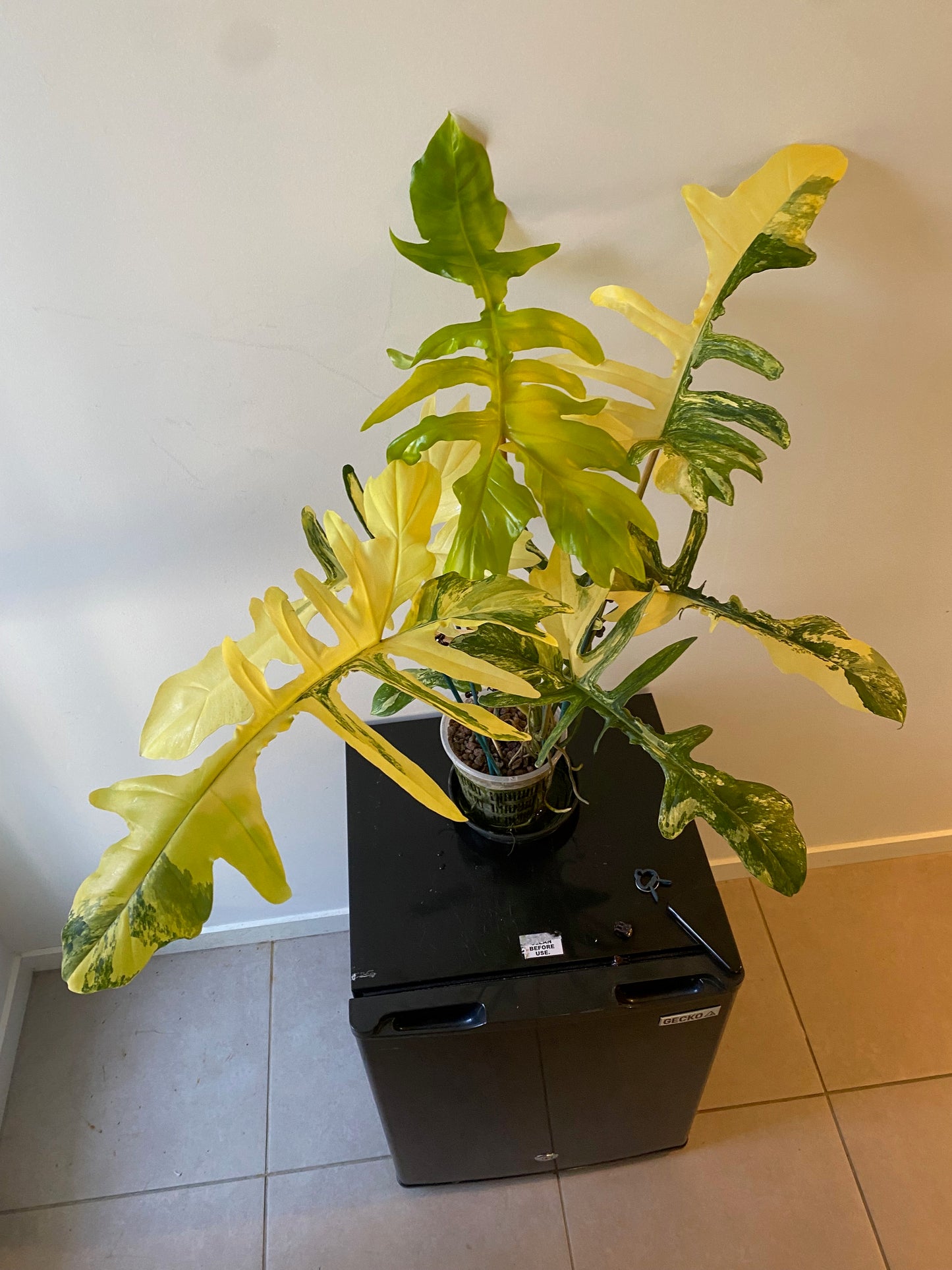 Philodendron Florida Beauty x Mayoi - HUGE Plant