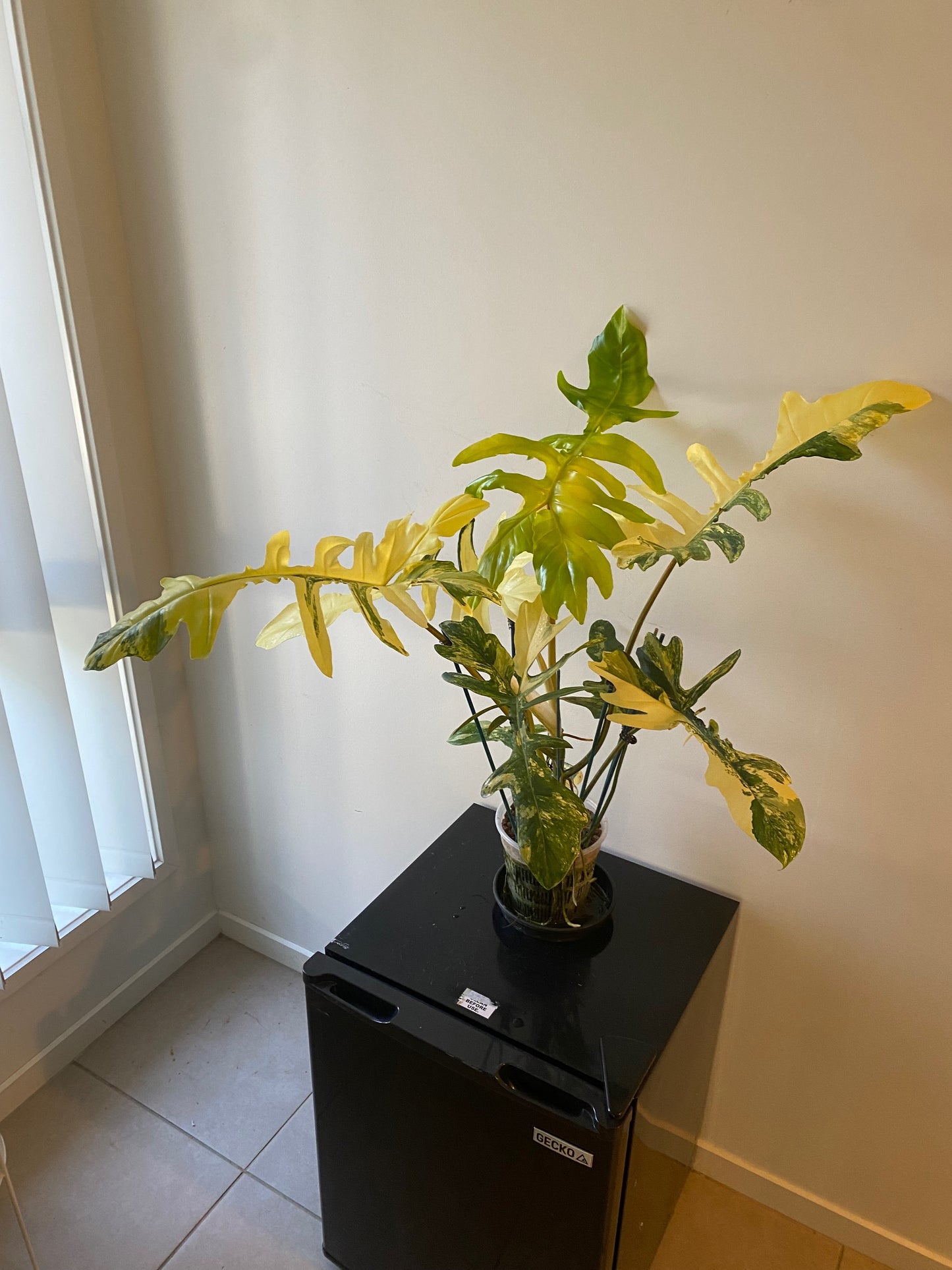 Philodendron Florida Beauty x Mayoi - HUGE Plant