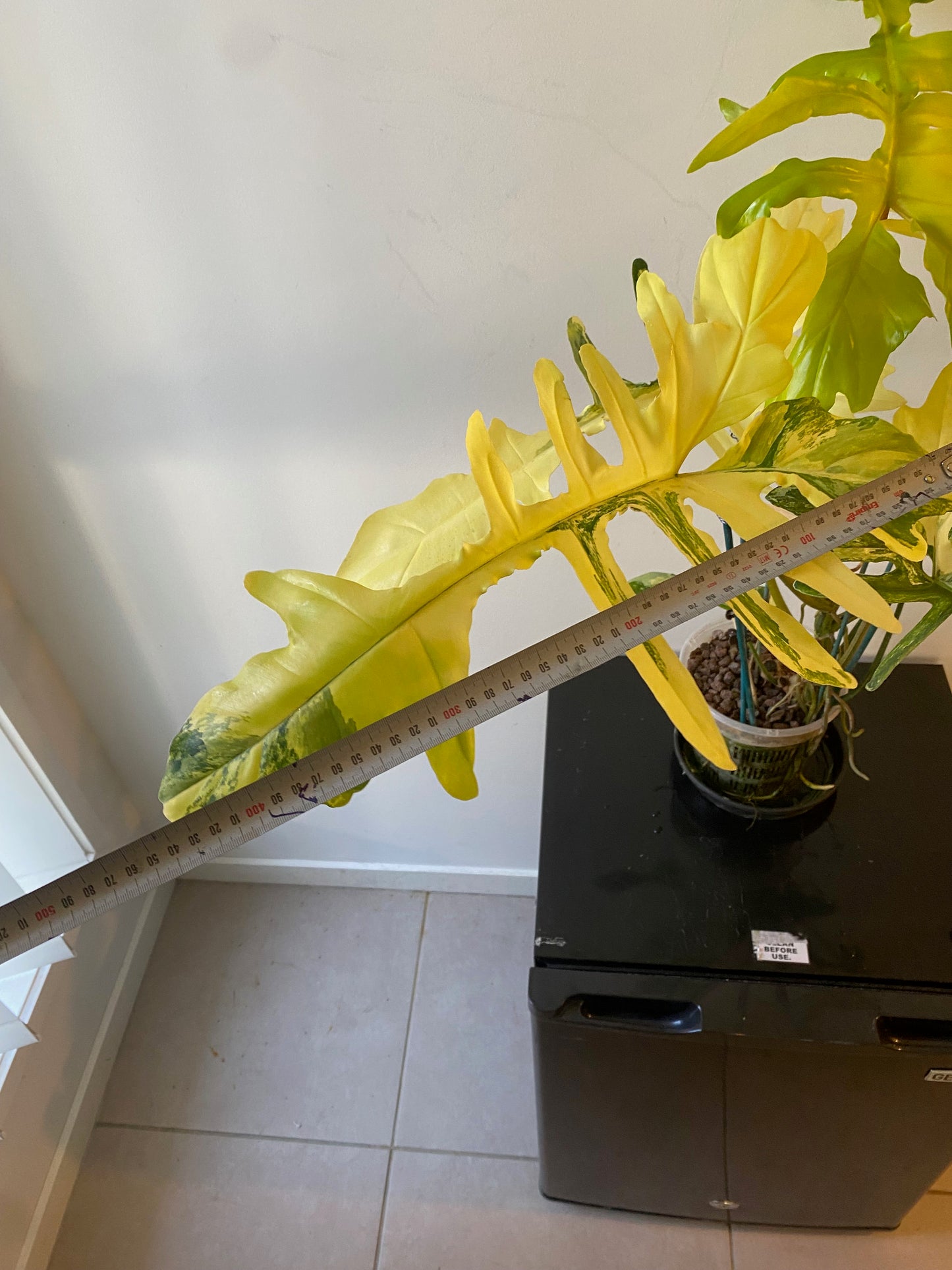 Philodendron Florida Beauty x Mayoi - HUGE Plant