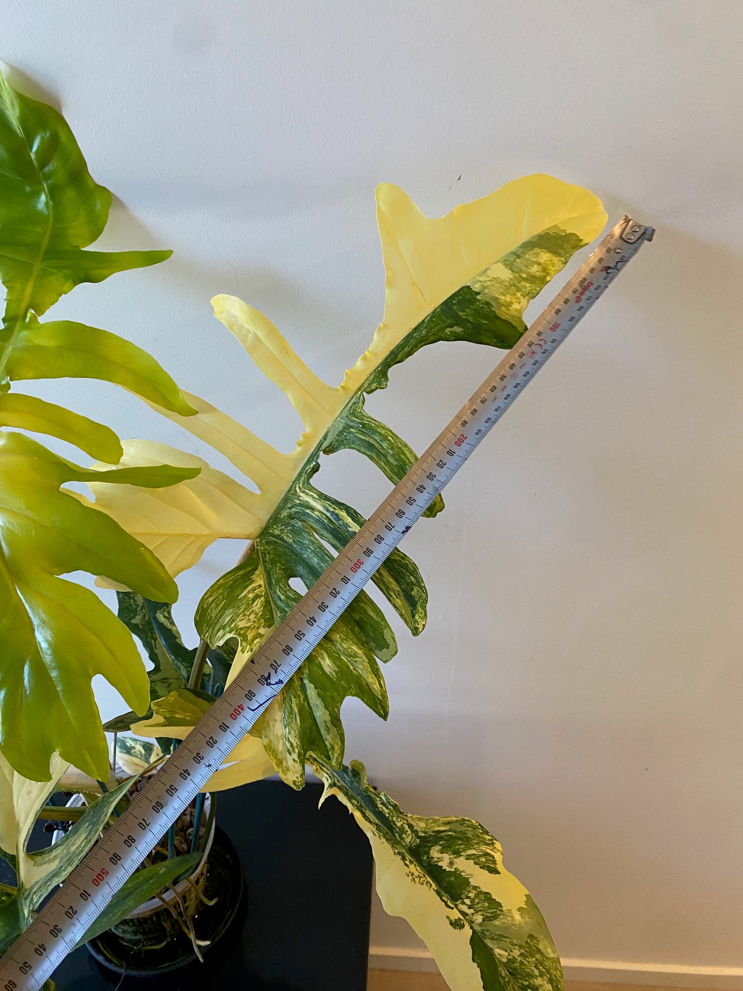 Philodendron Florida Beauty x Mayoi - HUGE Plant