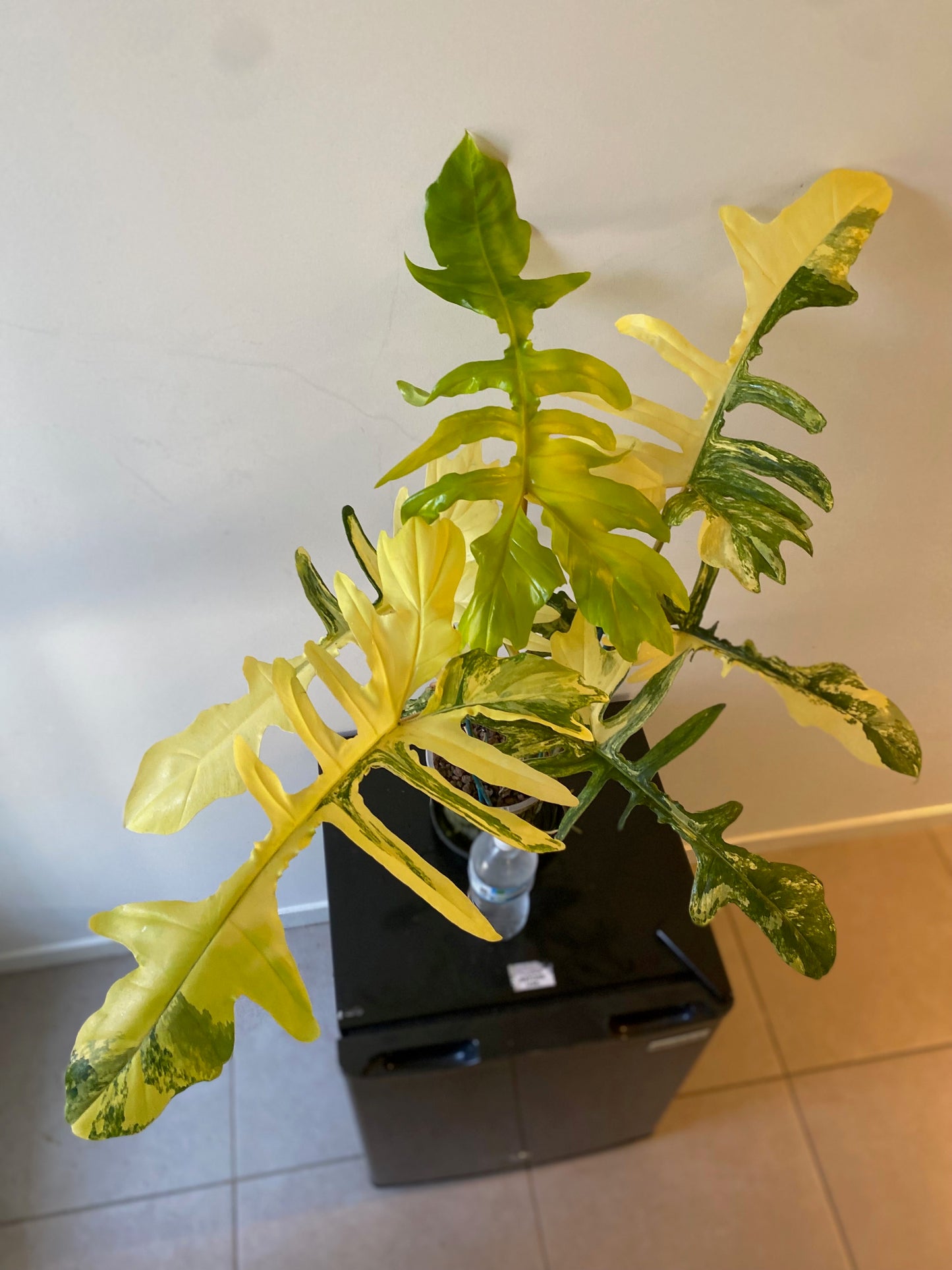 Philodendron Florida Beauty x Mayoi - HUGE Plant