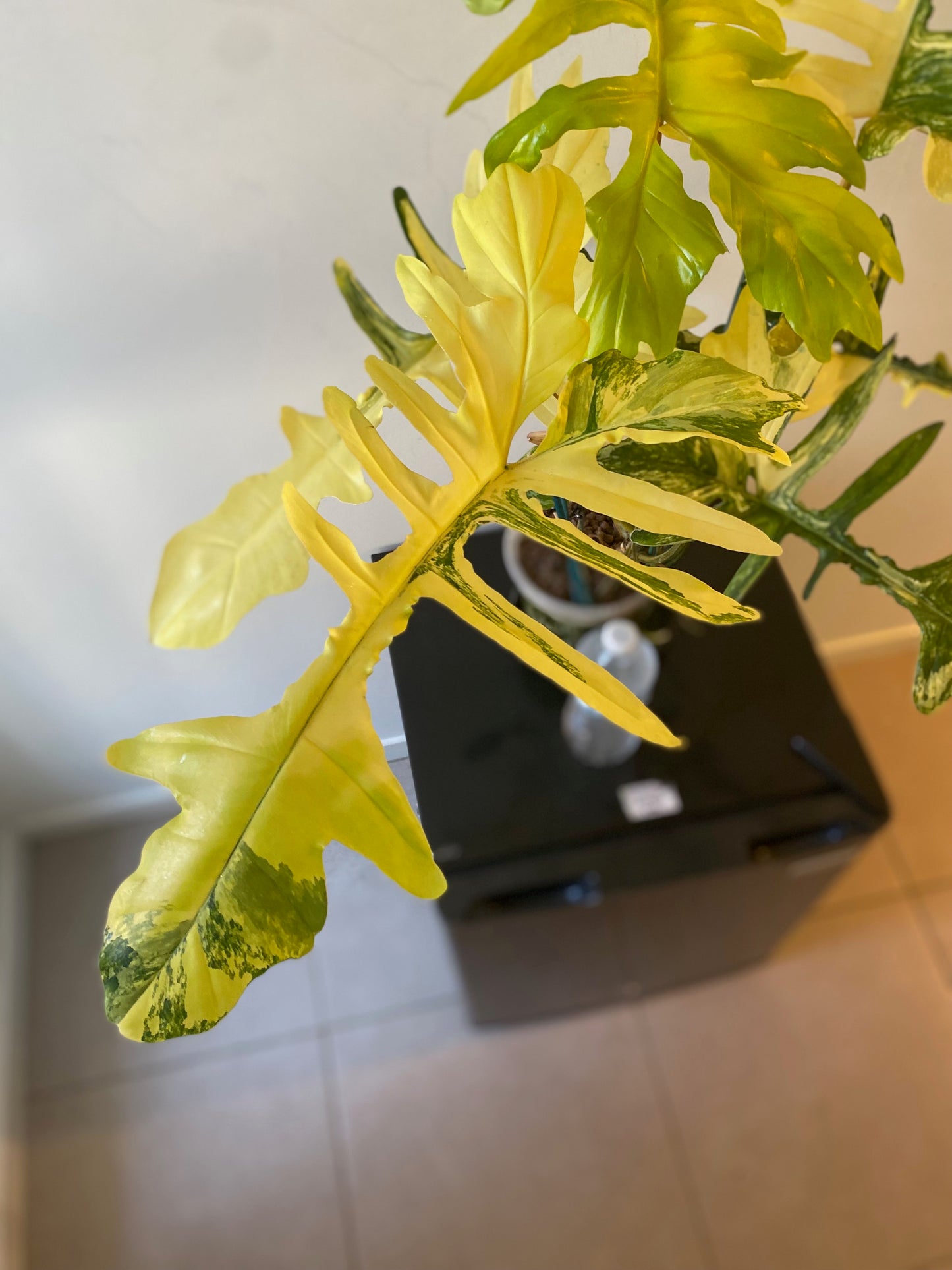 Philodendron Florida Beauty x Mayoi - HUGE Plant