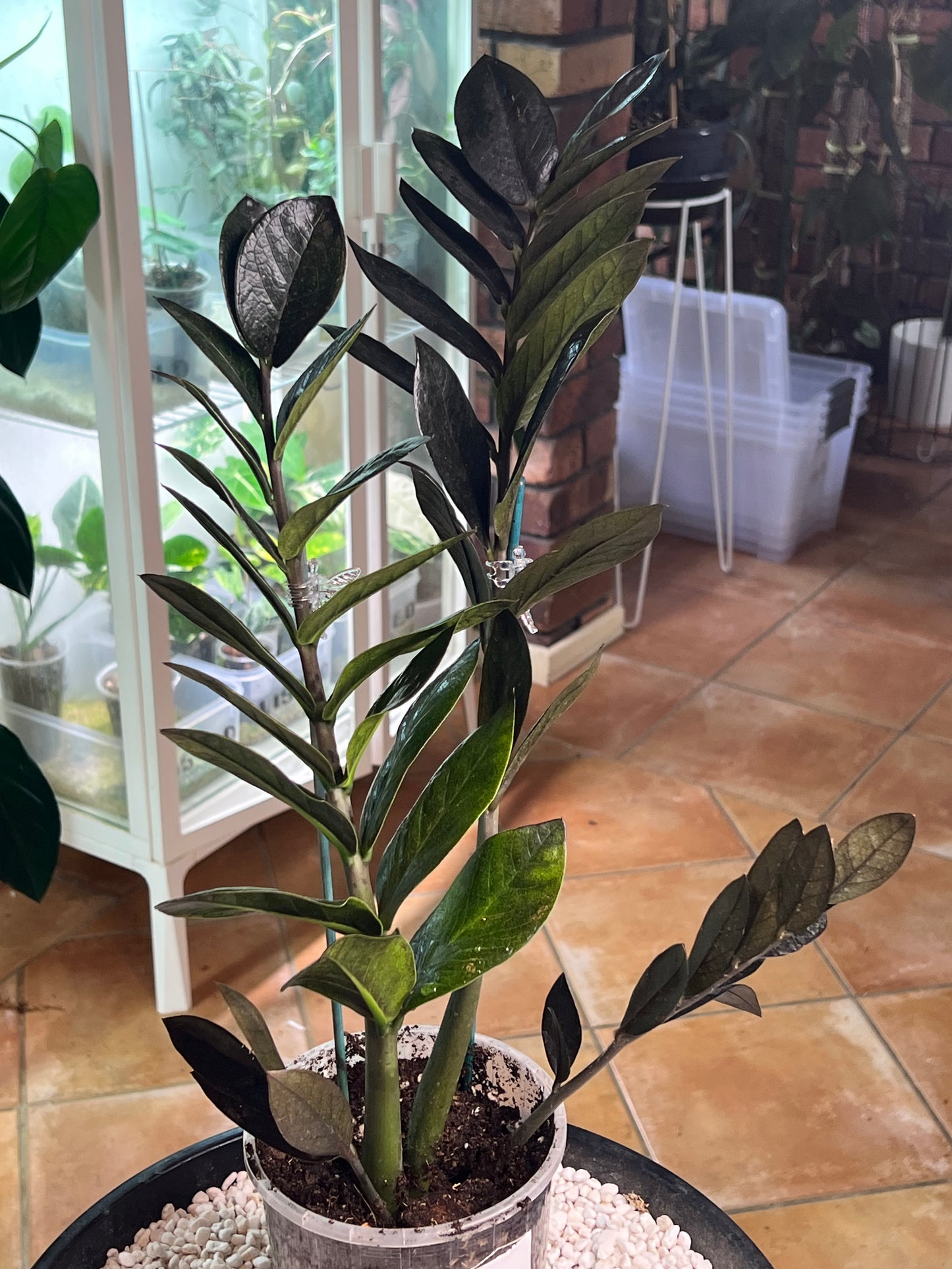 ZZ Black Raven Zanzibar - BRZZ2