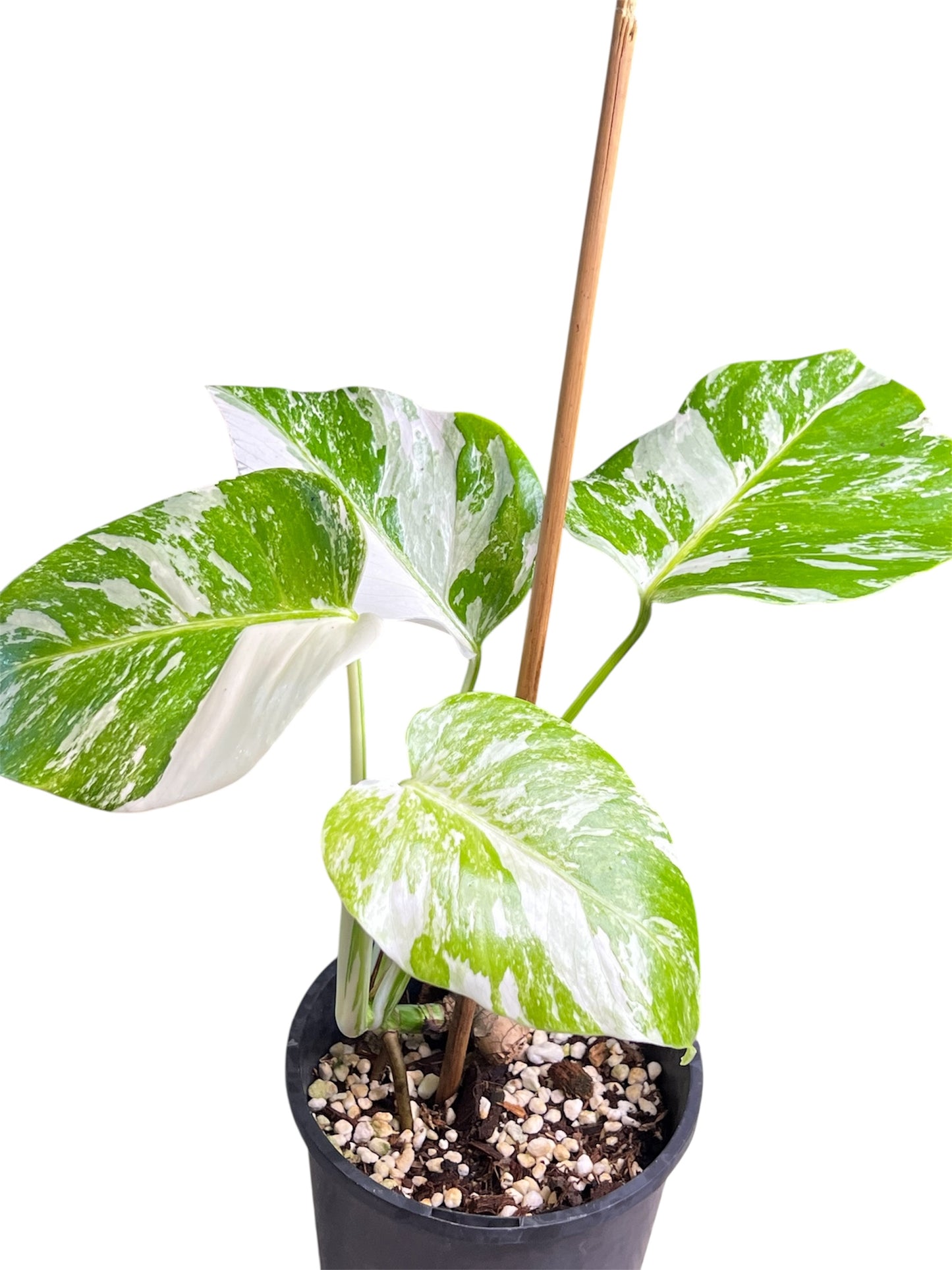 Monstera Borsigana Variegated