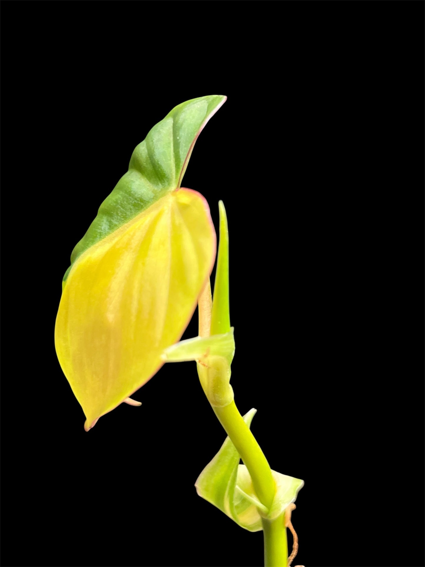 Philodendron Mican Variegated rooted cutting