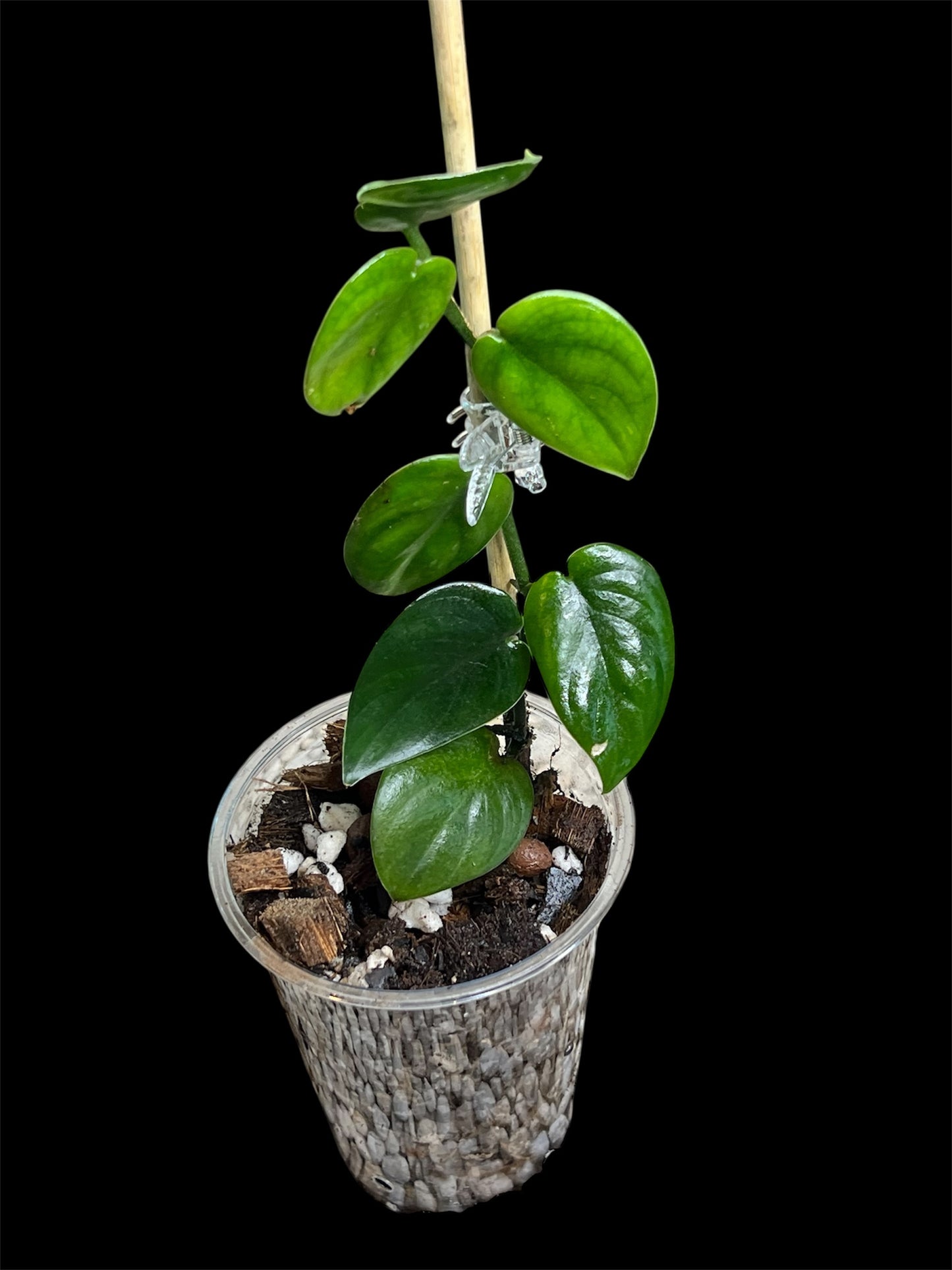 Scindapsus Black Mamba